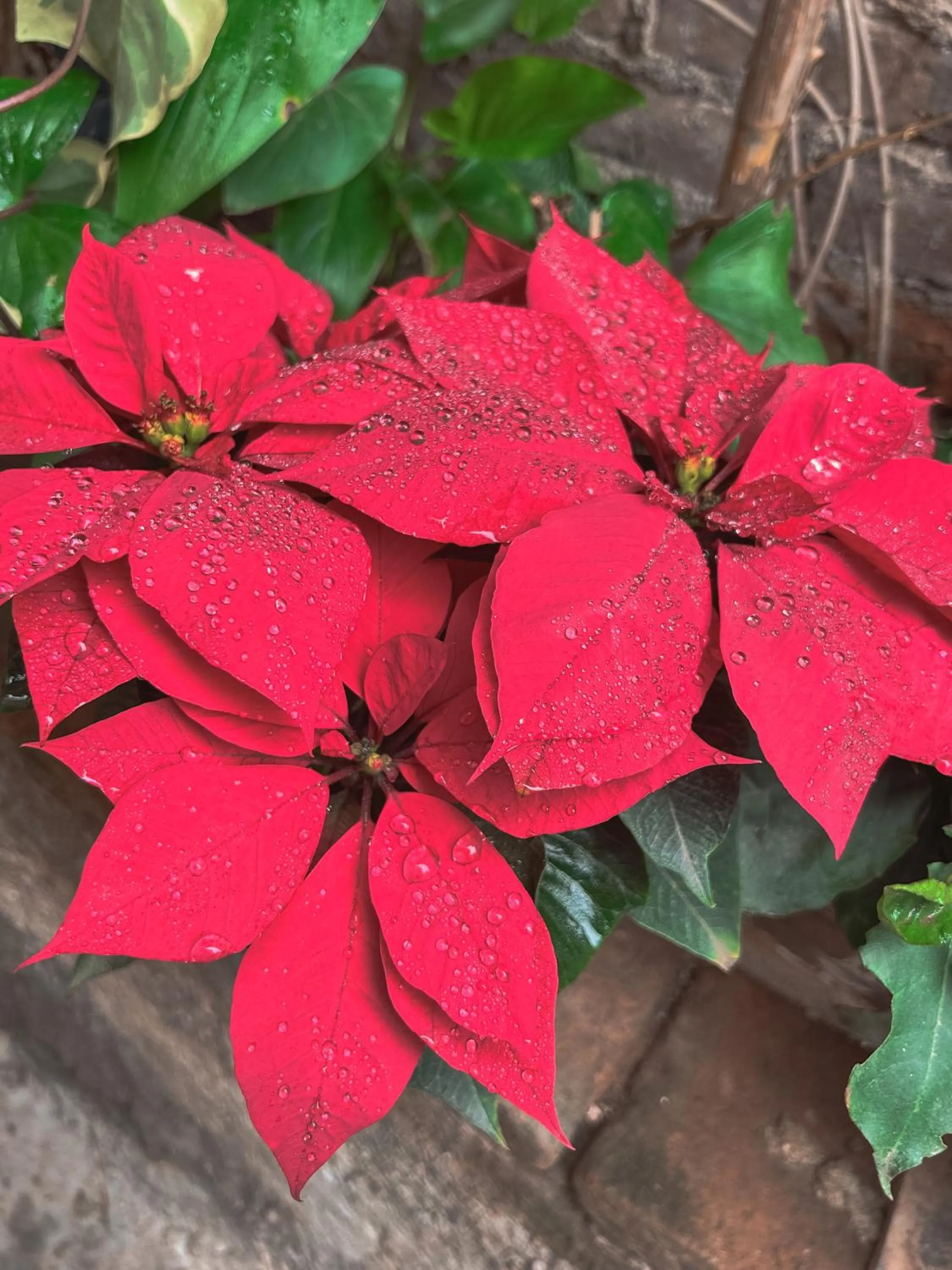 Patio in SiempreViva Hospedaje By GEstores