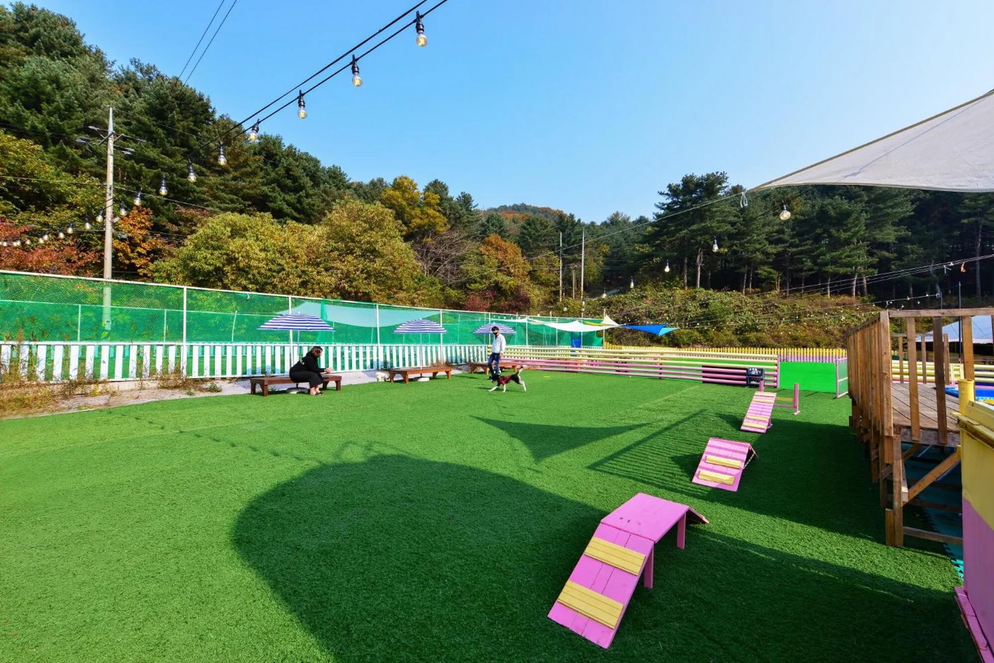 Thank you dog pet pension