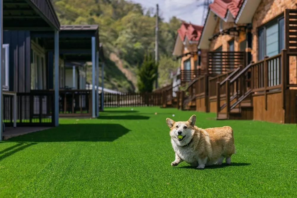 Gyeongju Helper pet Pension