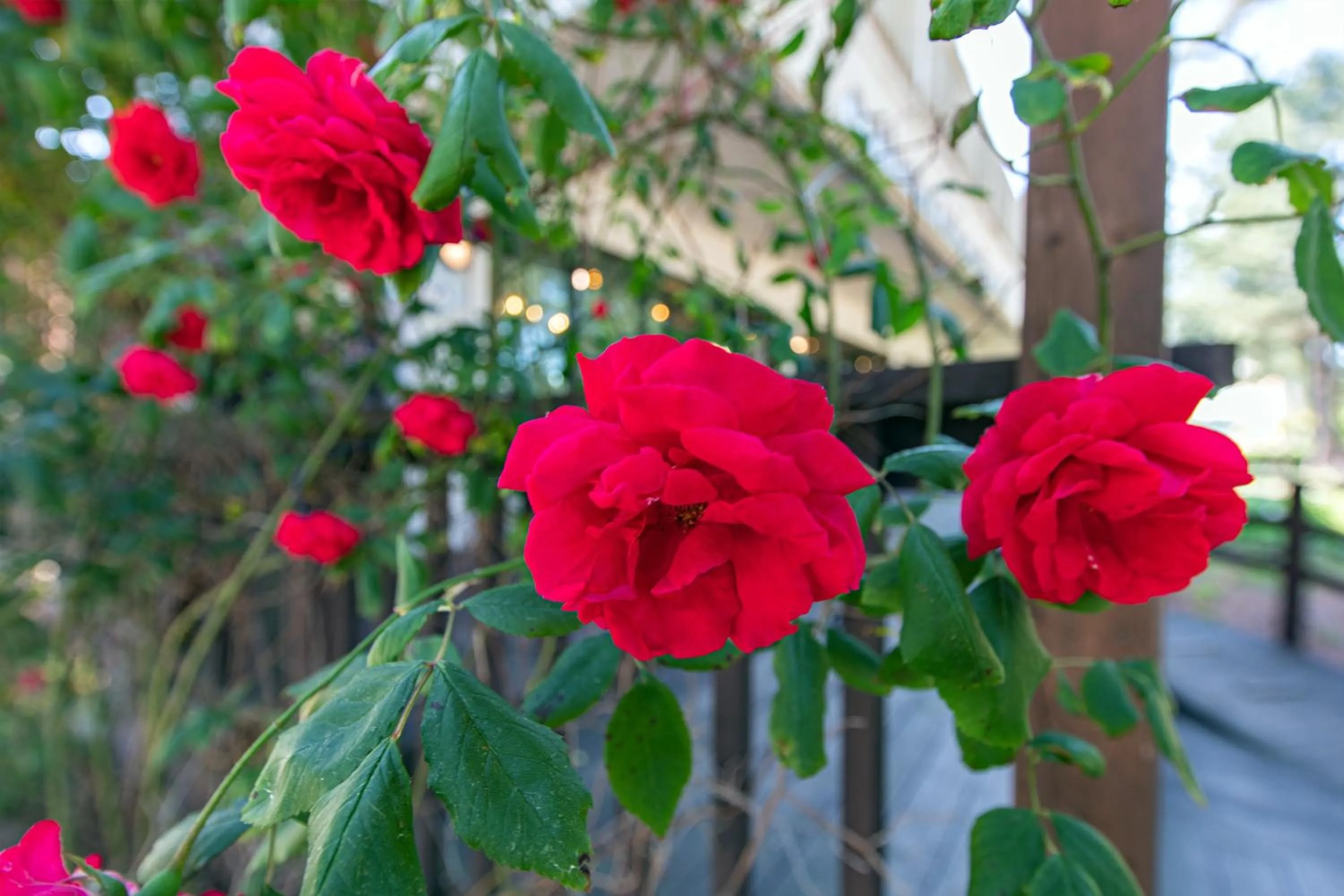 Kangneung Oranda Pension