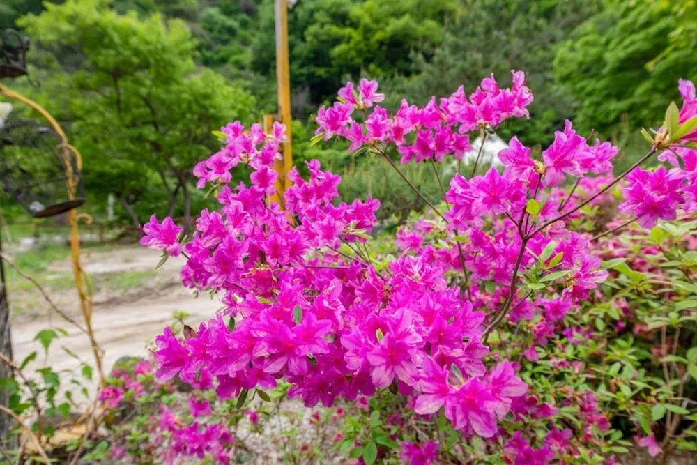 Gapyeong Attirance Pension