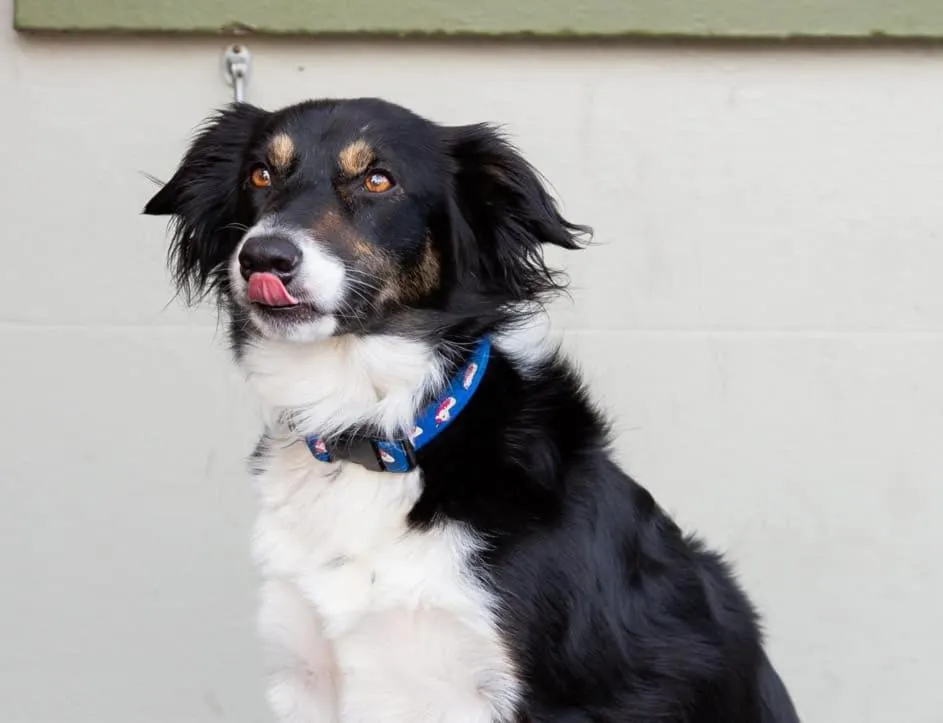 Pets in Usk And Railway Inn