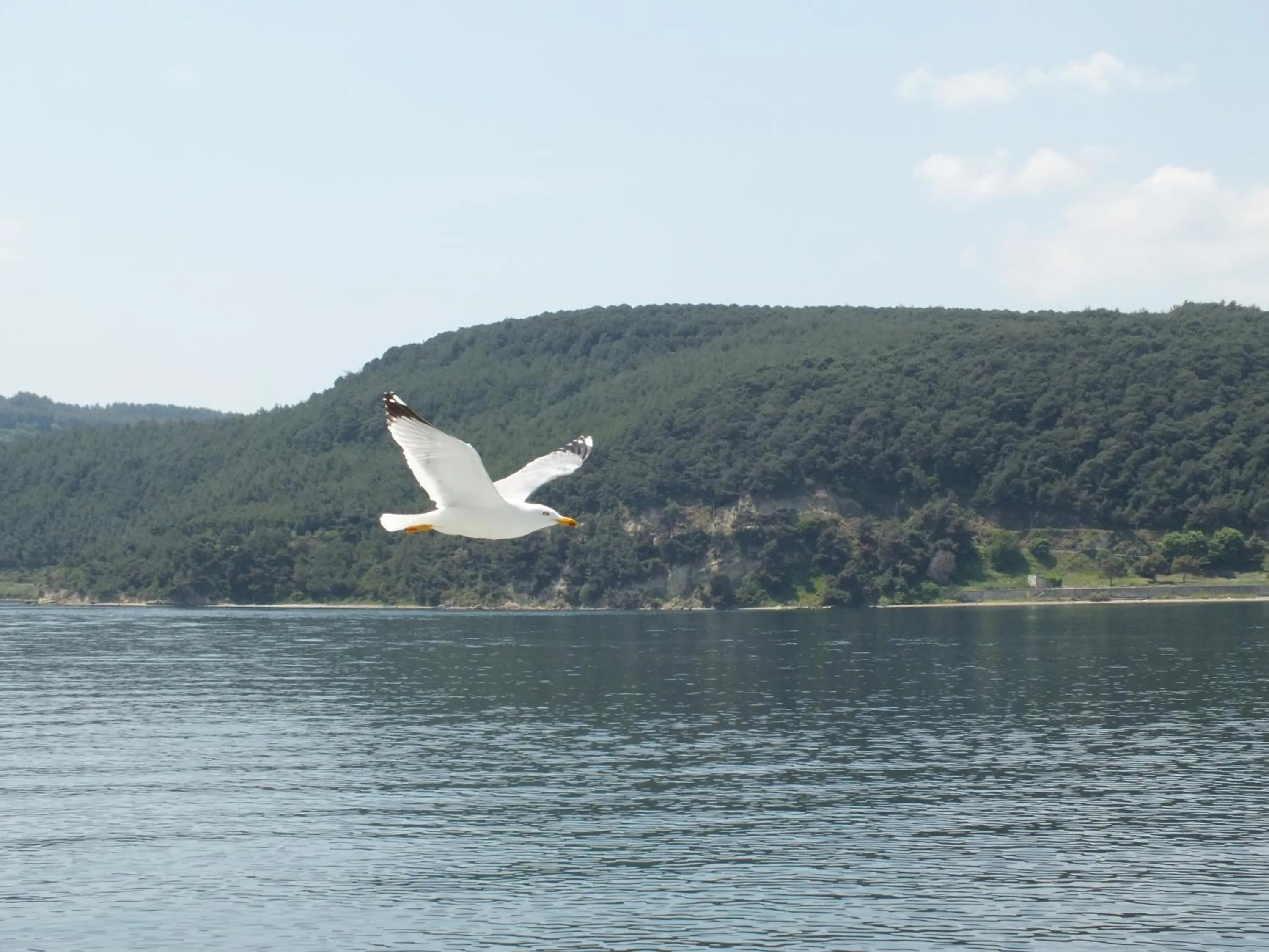 Animals in Ece Hotel Eceabat