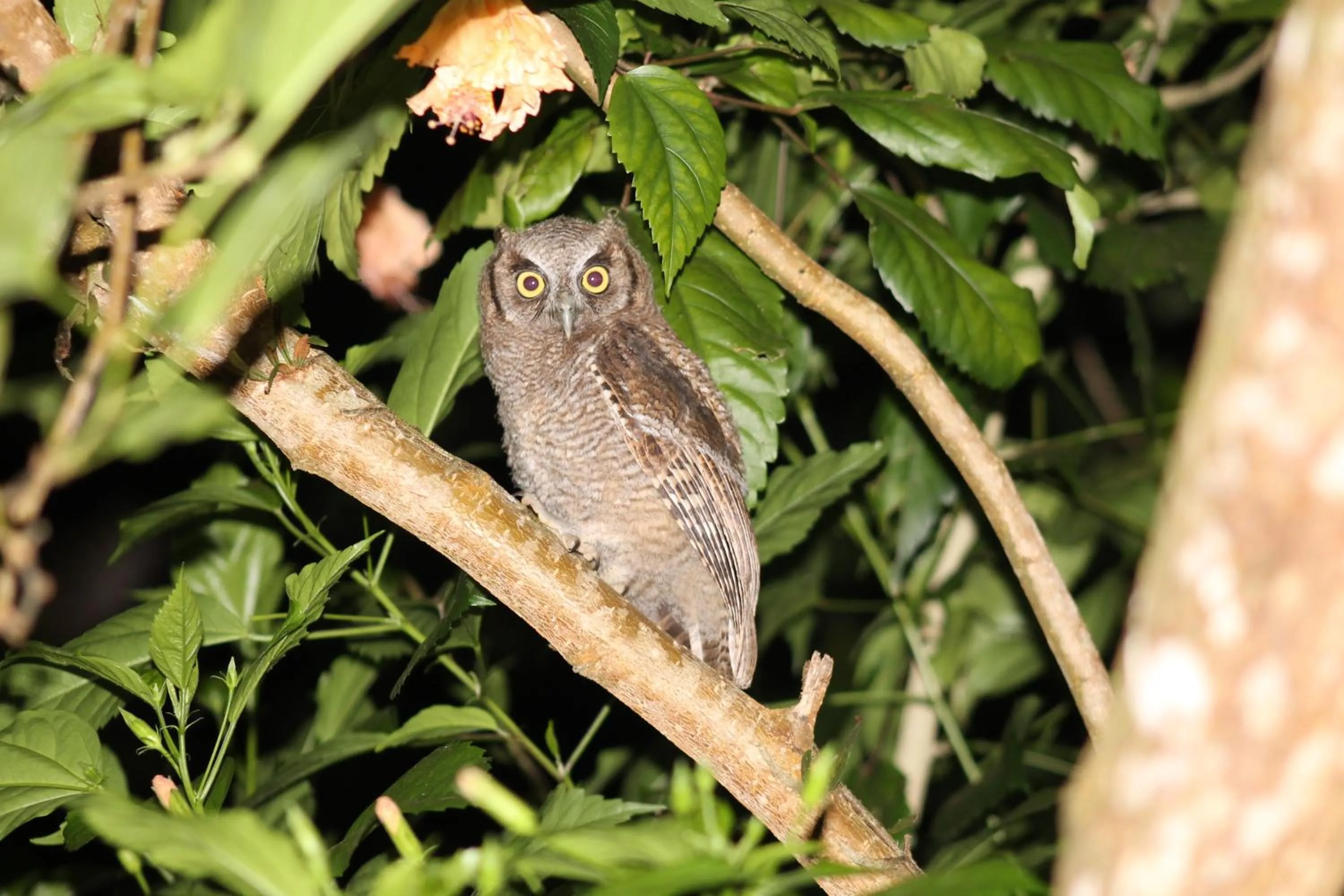 Animals in Pousada Colibri