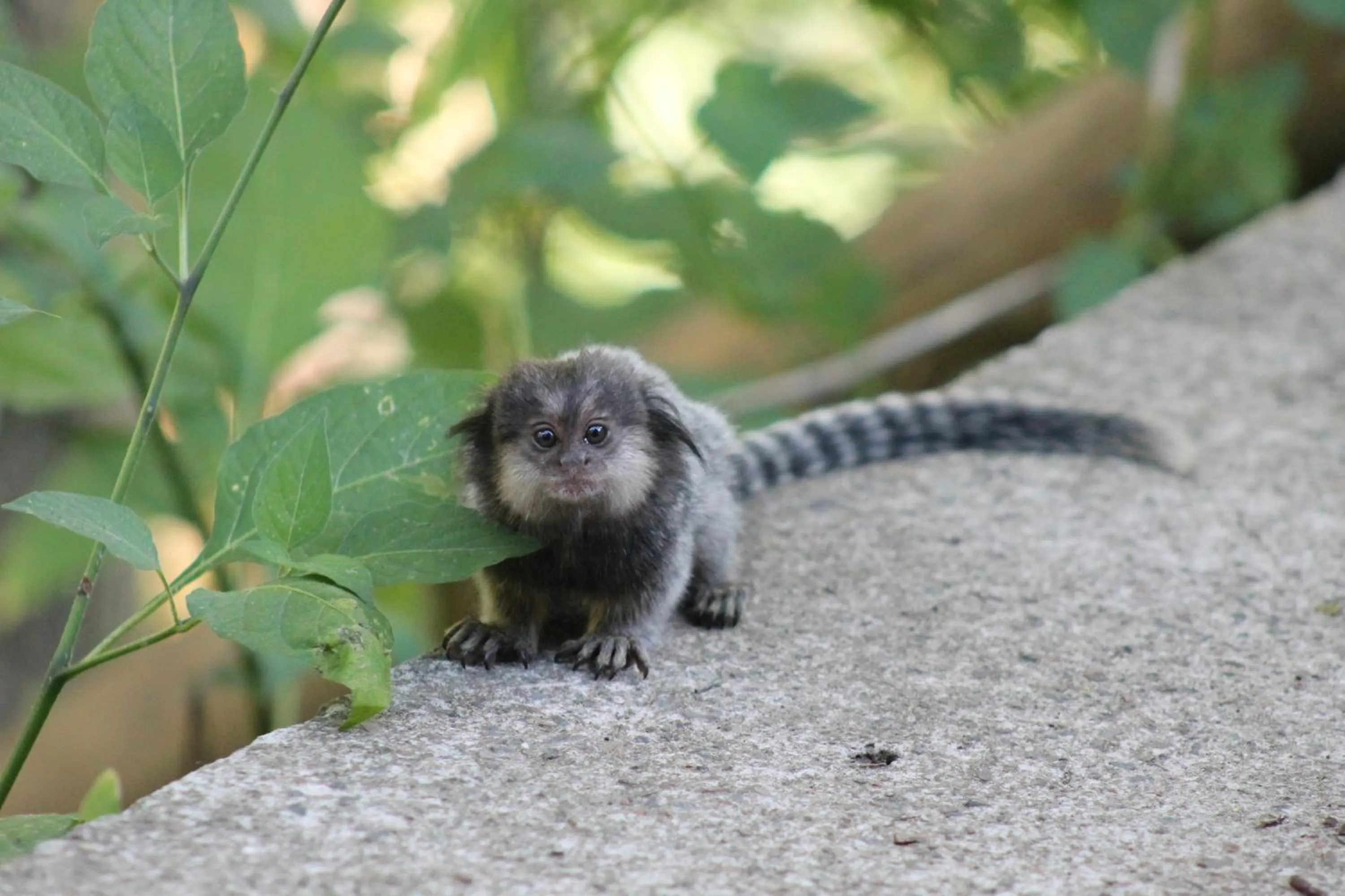 Animals in Pousada Colibri
