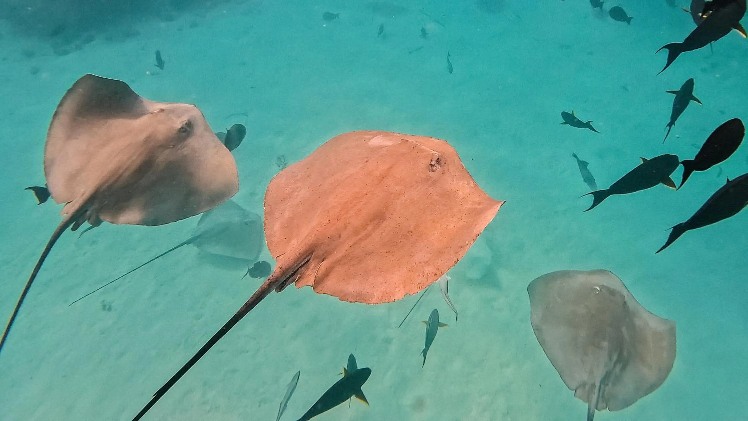 Activities in Arrival Beach and Spa