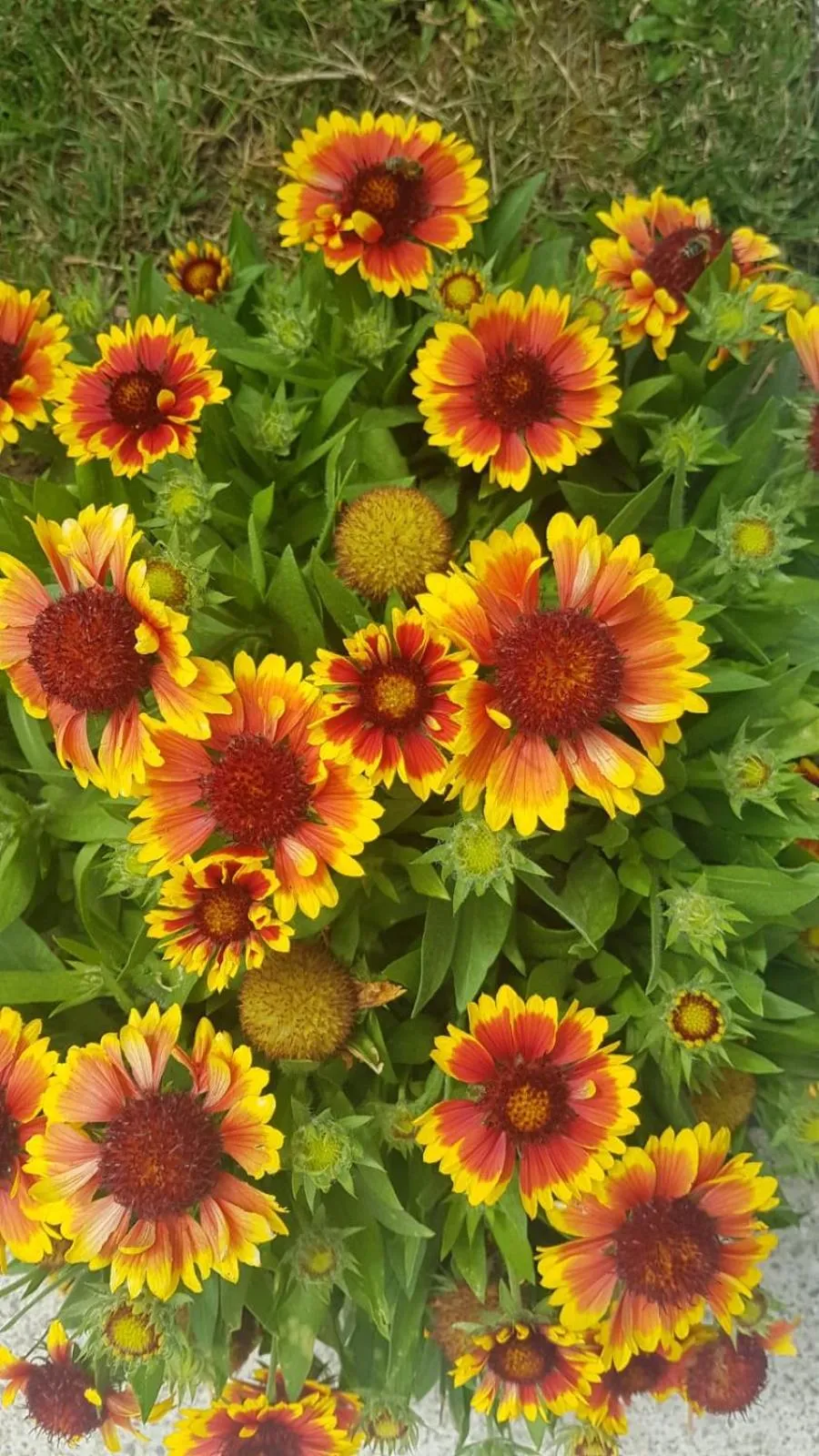 Spring in Apartment Milka