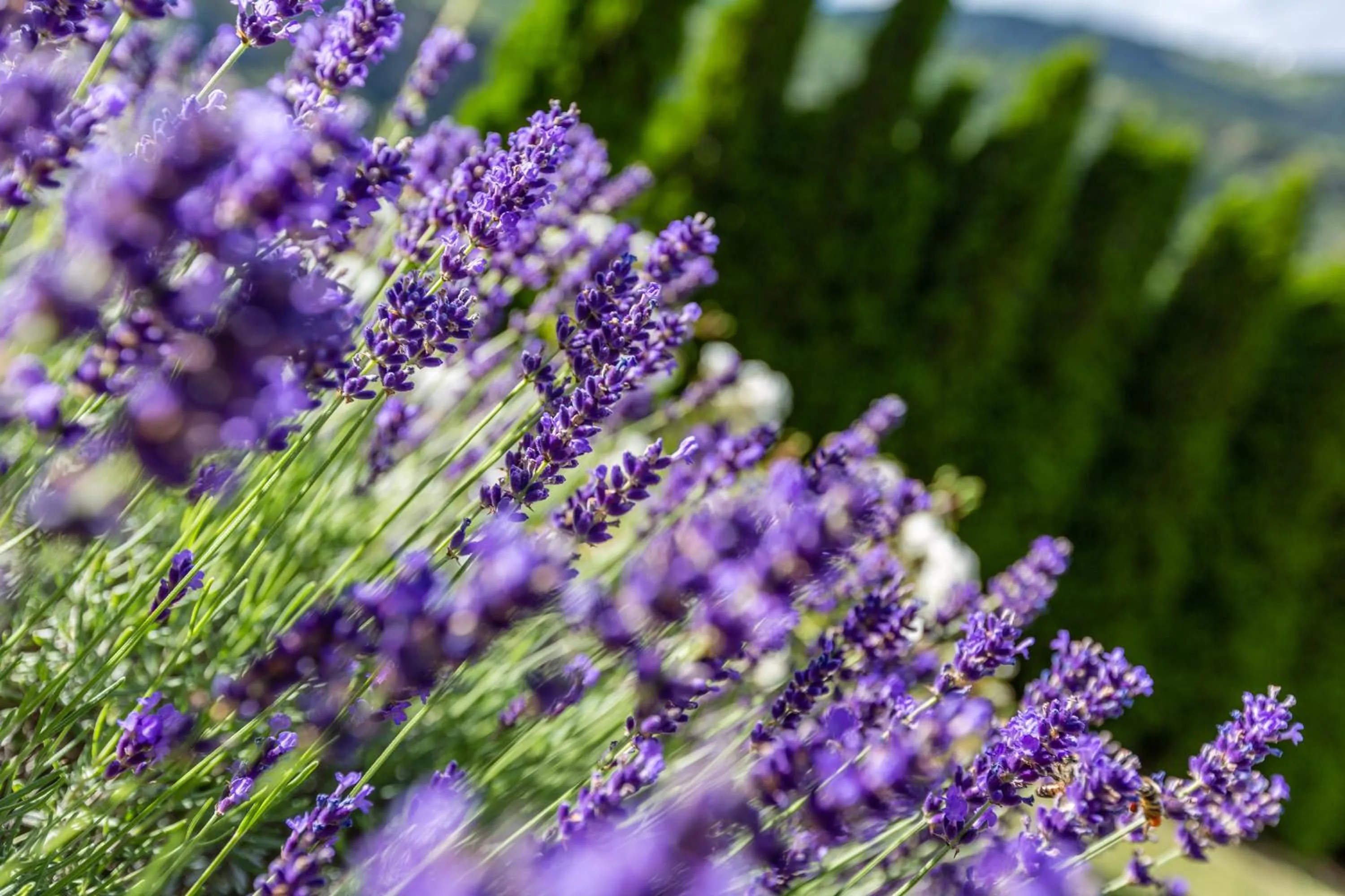 Garden in Garni - Hotel Rinner Julia