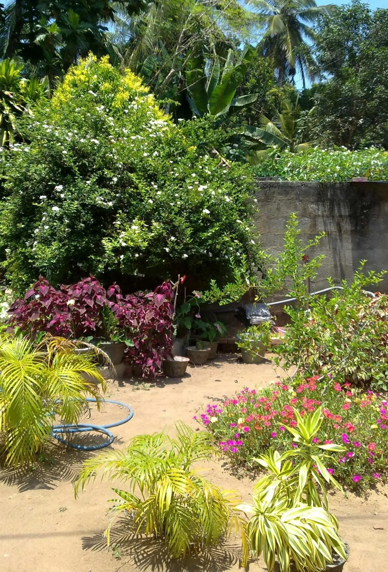 Garden in New White Villa