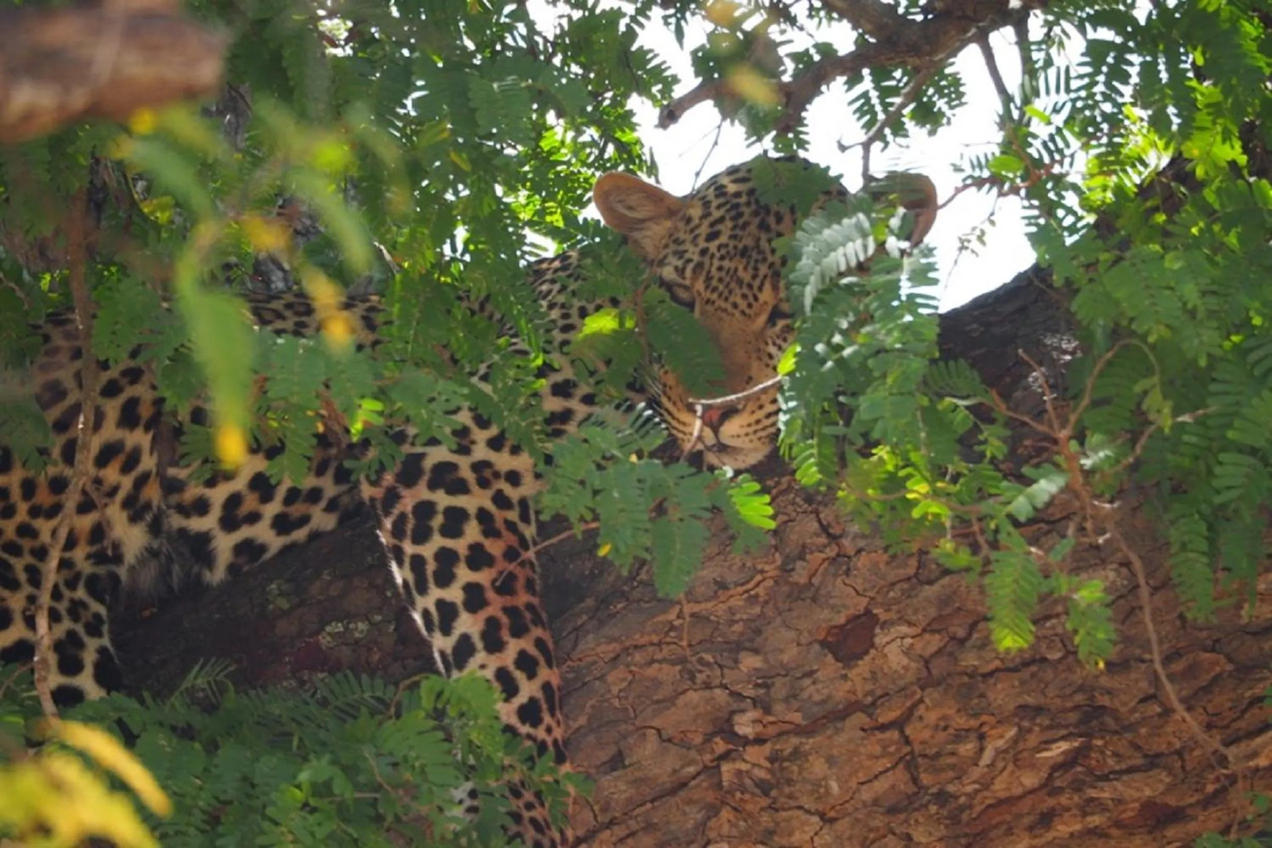 Activities in Tan-Swiss Lodge