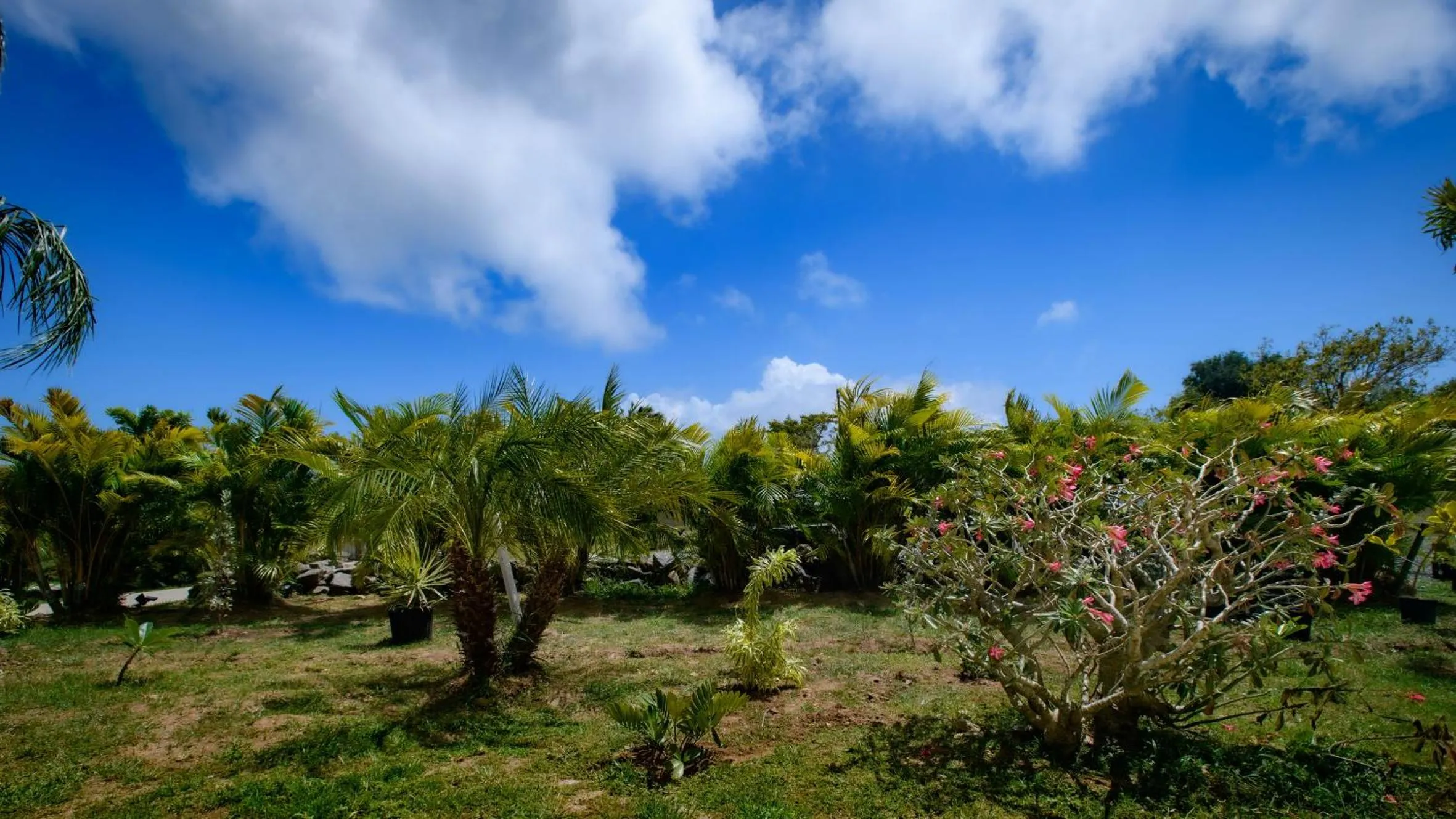 Natural landscape in Club Vieques - Adults Only Resort - LGBT Friendly