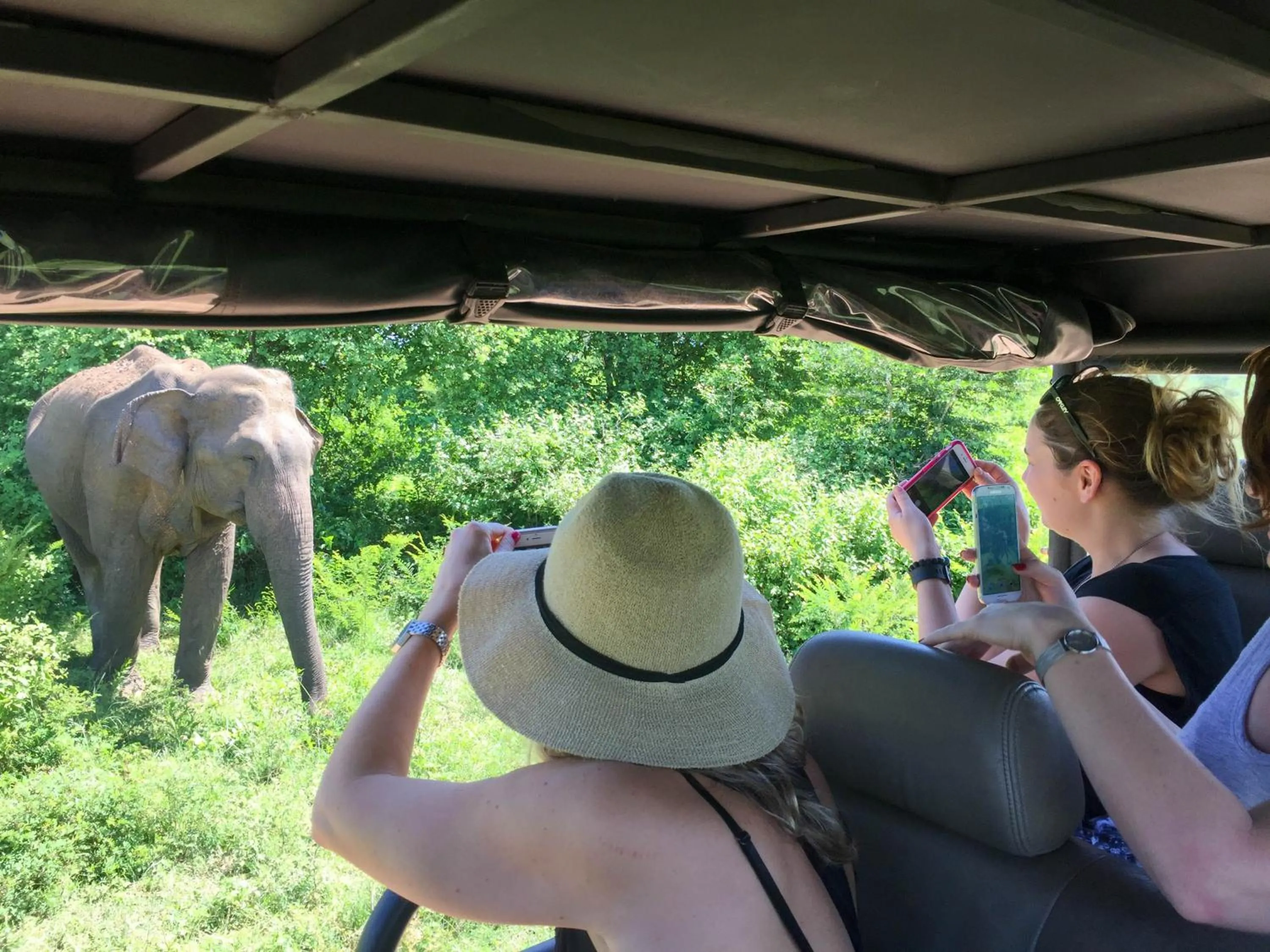 Animals in Maya Tangalle