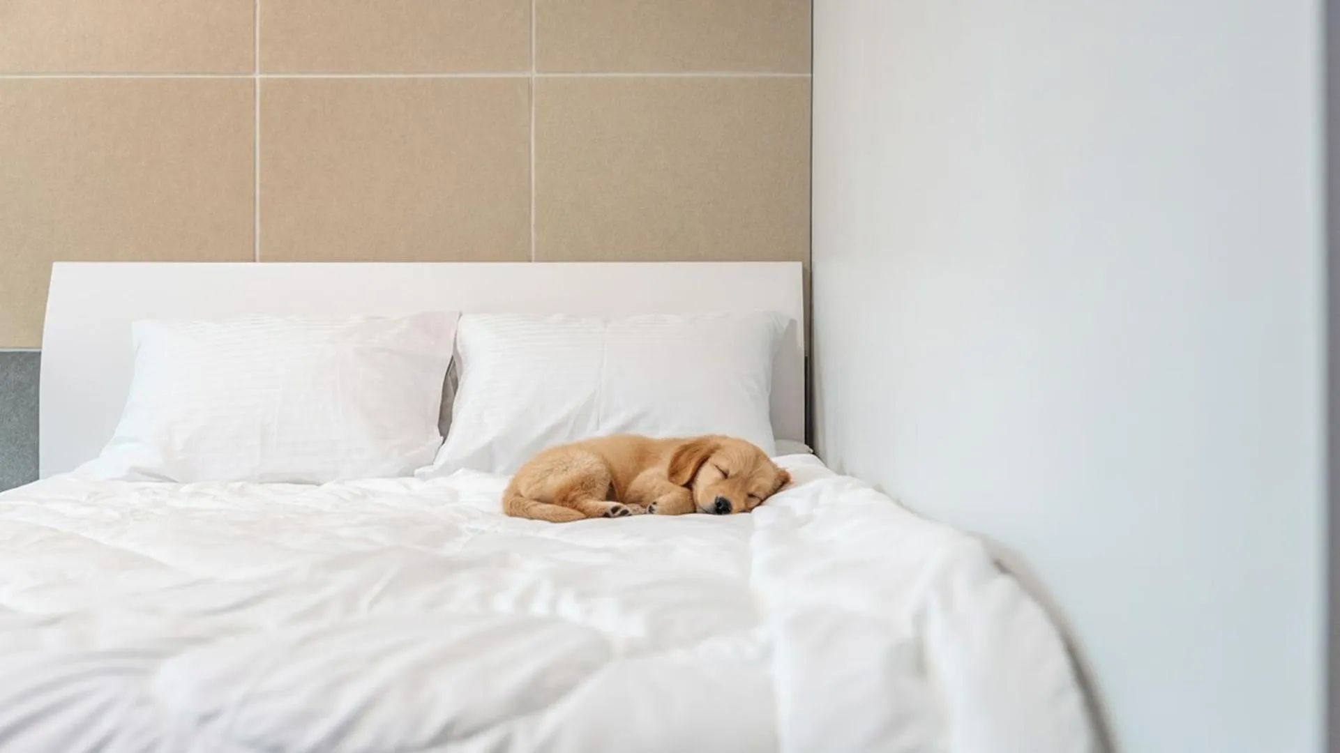 Property building, Bed in inje darani pet pension