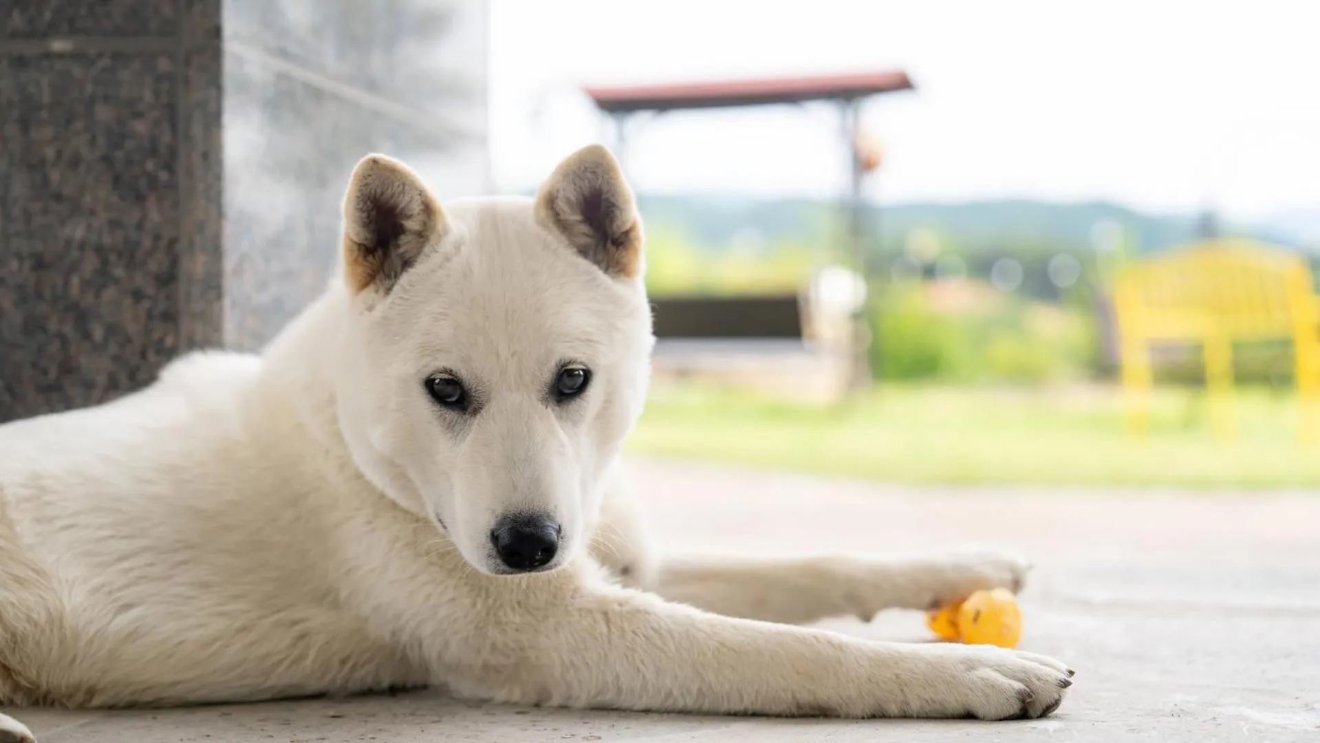 Property building in Gapyeong Nomadrium poolvilla Pension
