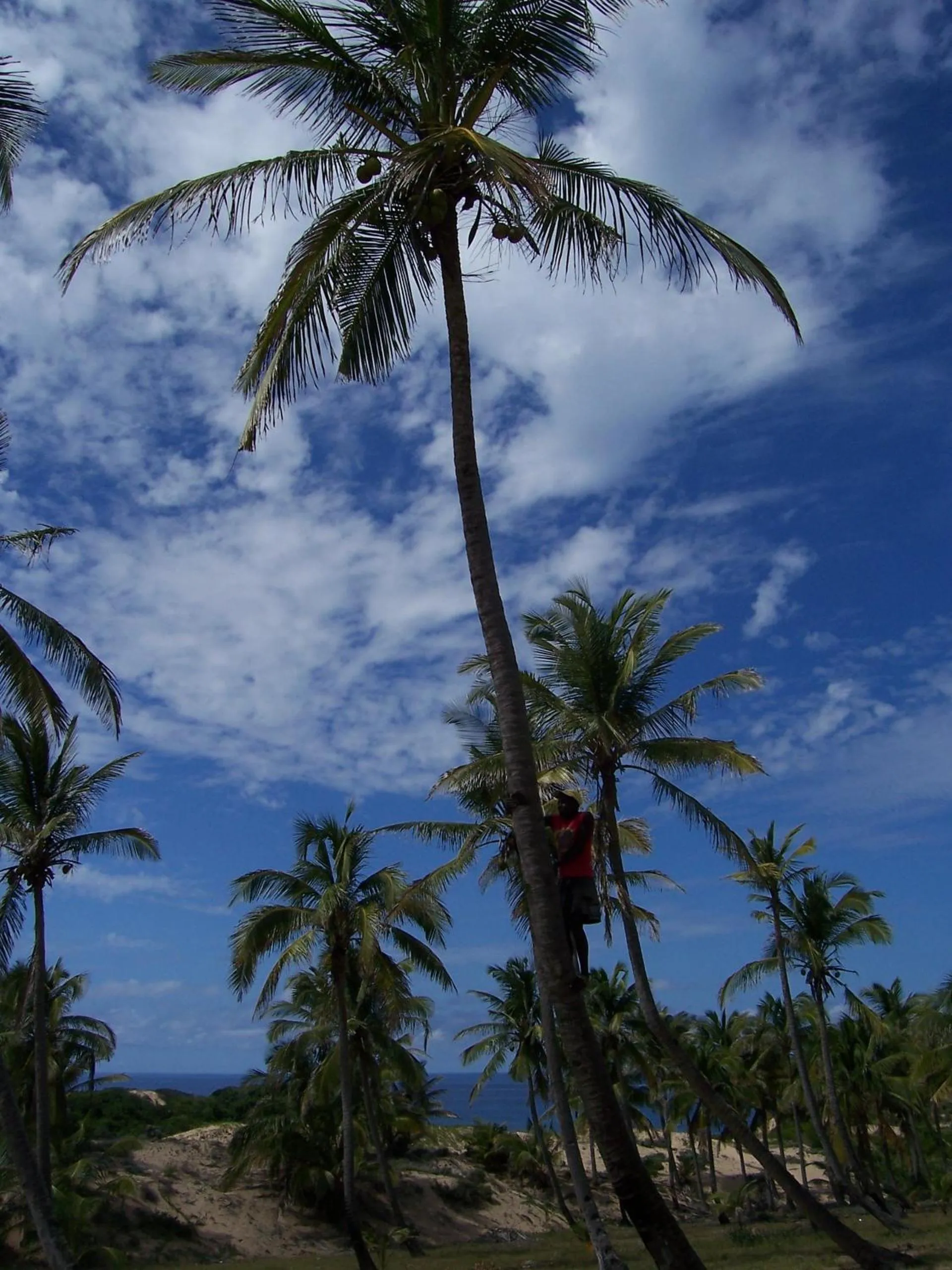 Day in Blue Moon Beach Holiday Resort