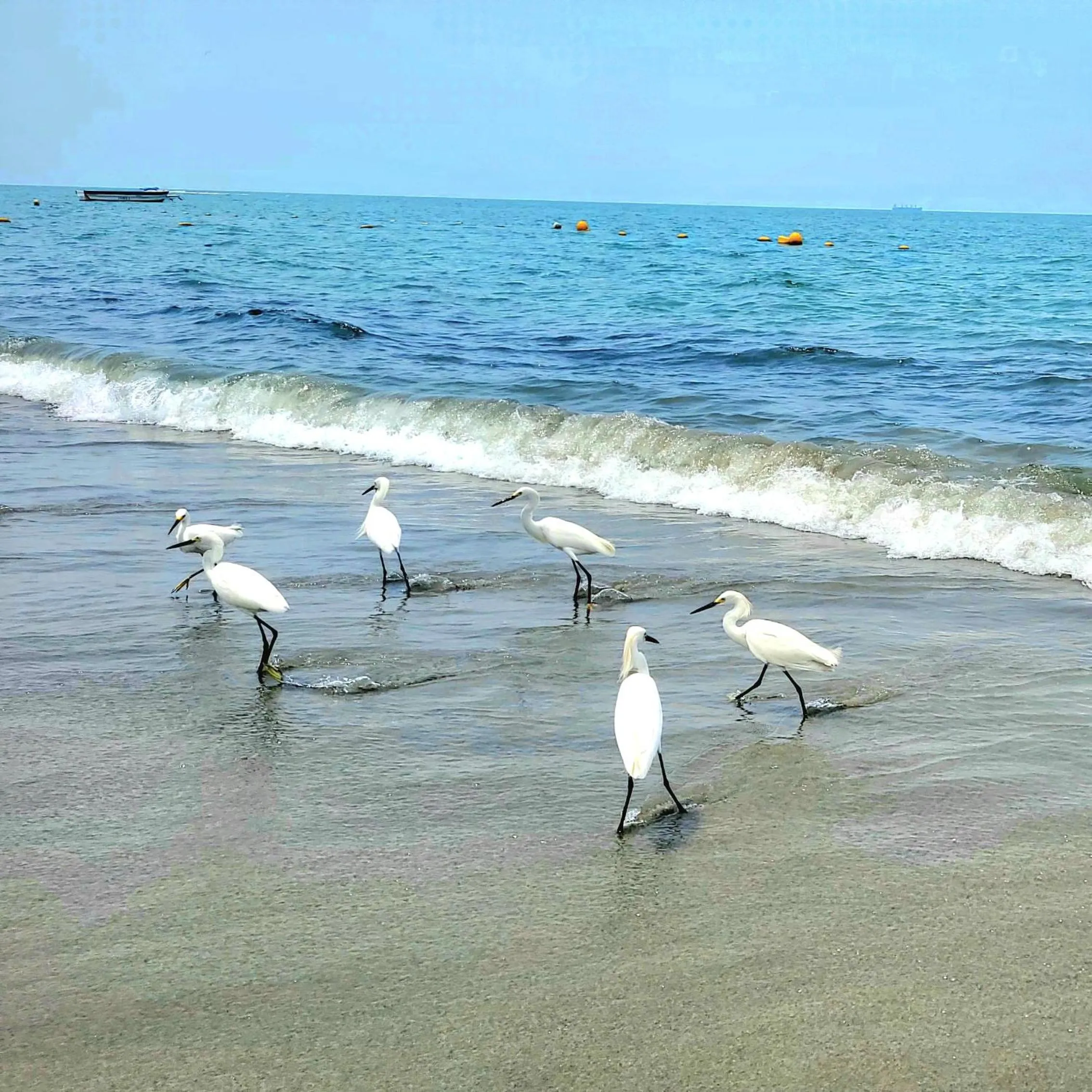 Beach in Hotel Porto Horizonte suite 1426