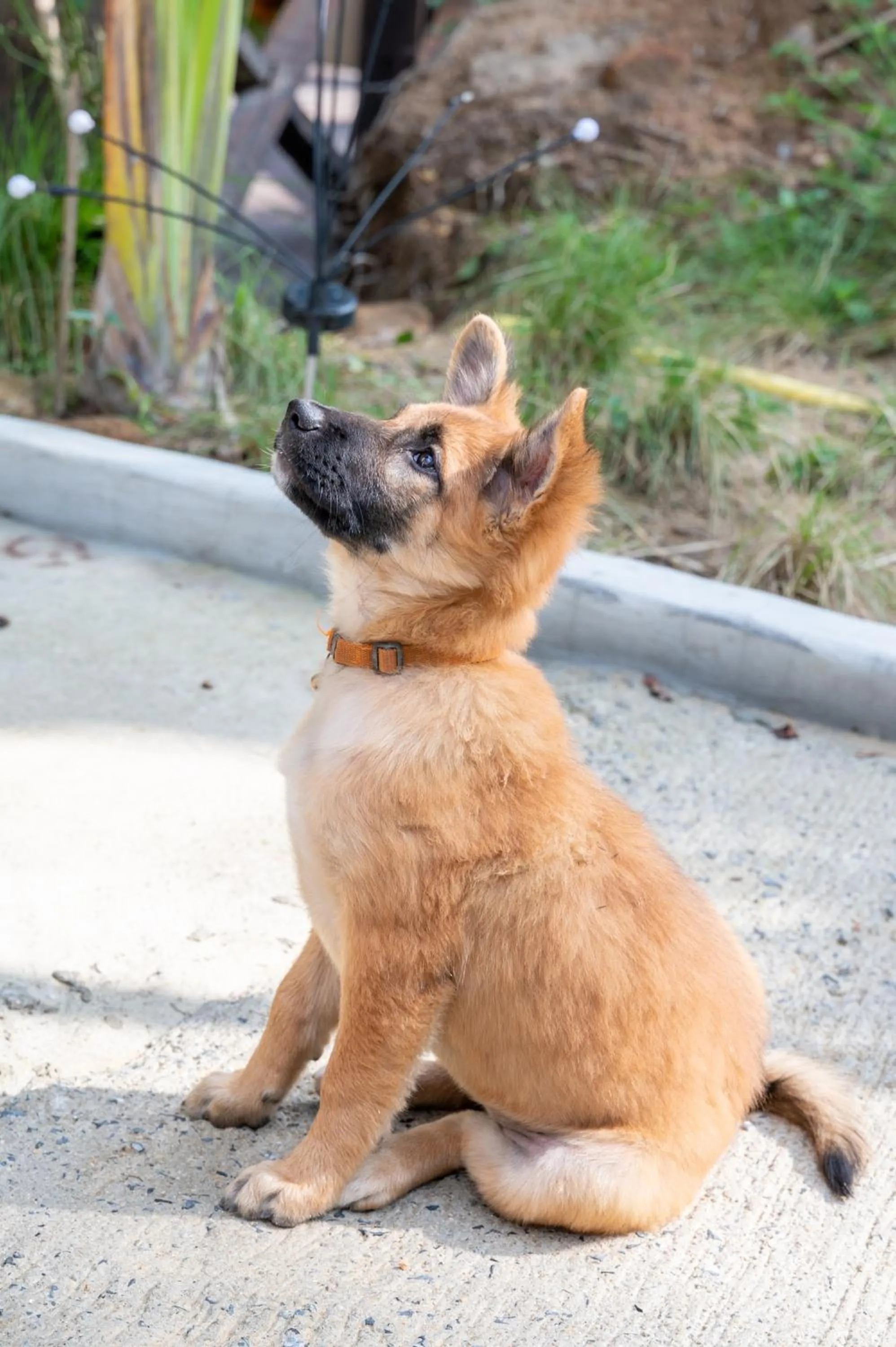 Pets in RoomQuest THEVA Resort Koh Samui