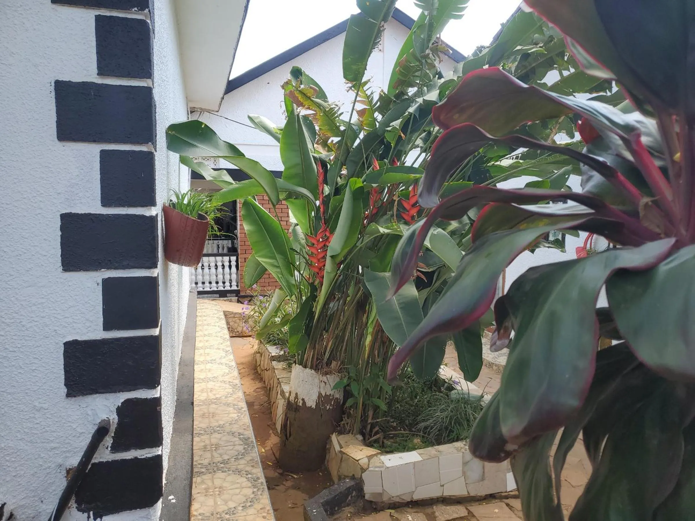 Garden in Gorilla African Guest House