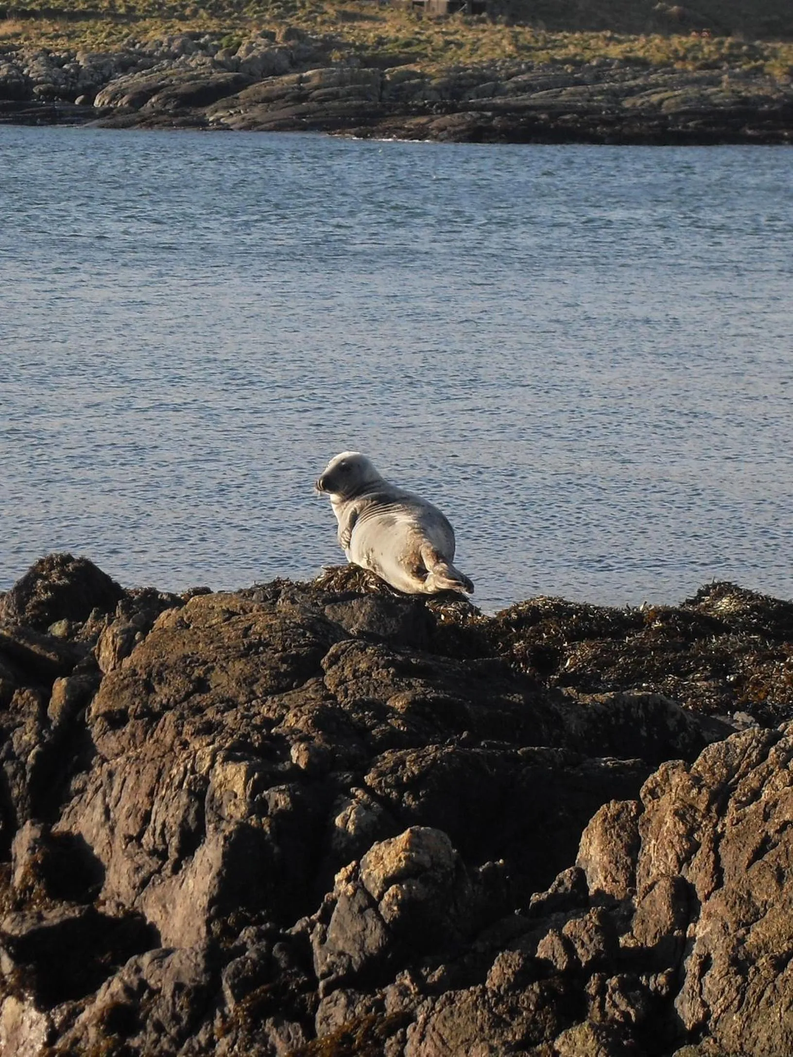 Animals in Burnside Lodge