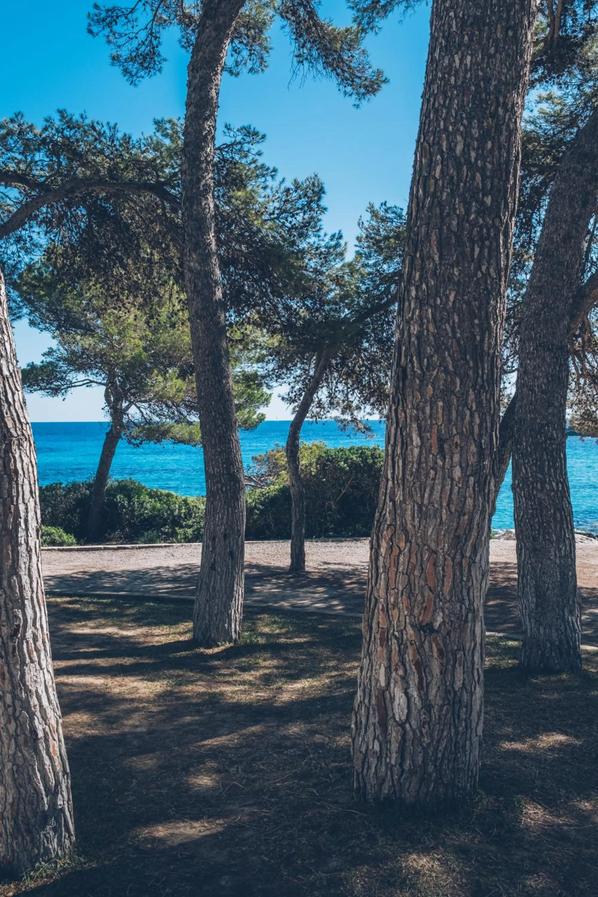 Garden in Iberostar Waves Pinos Park