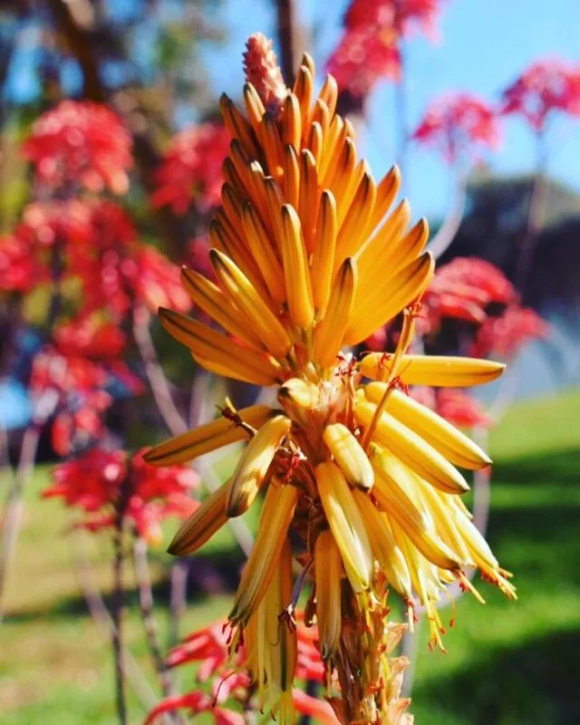 Garden in Summerhill Guest Estate