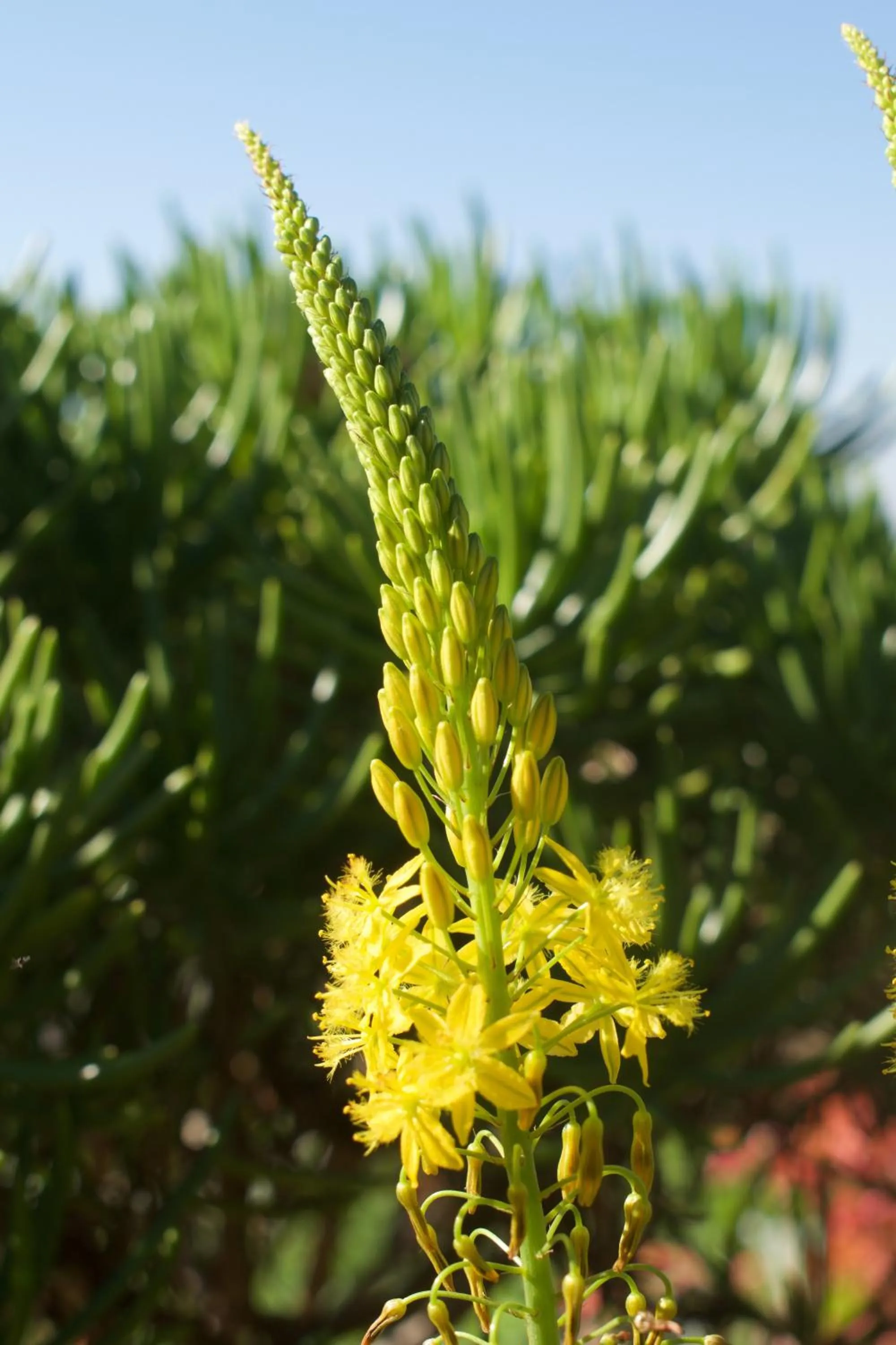 Garden in Summerhill Guest Estate