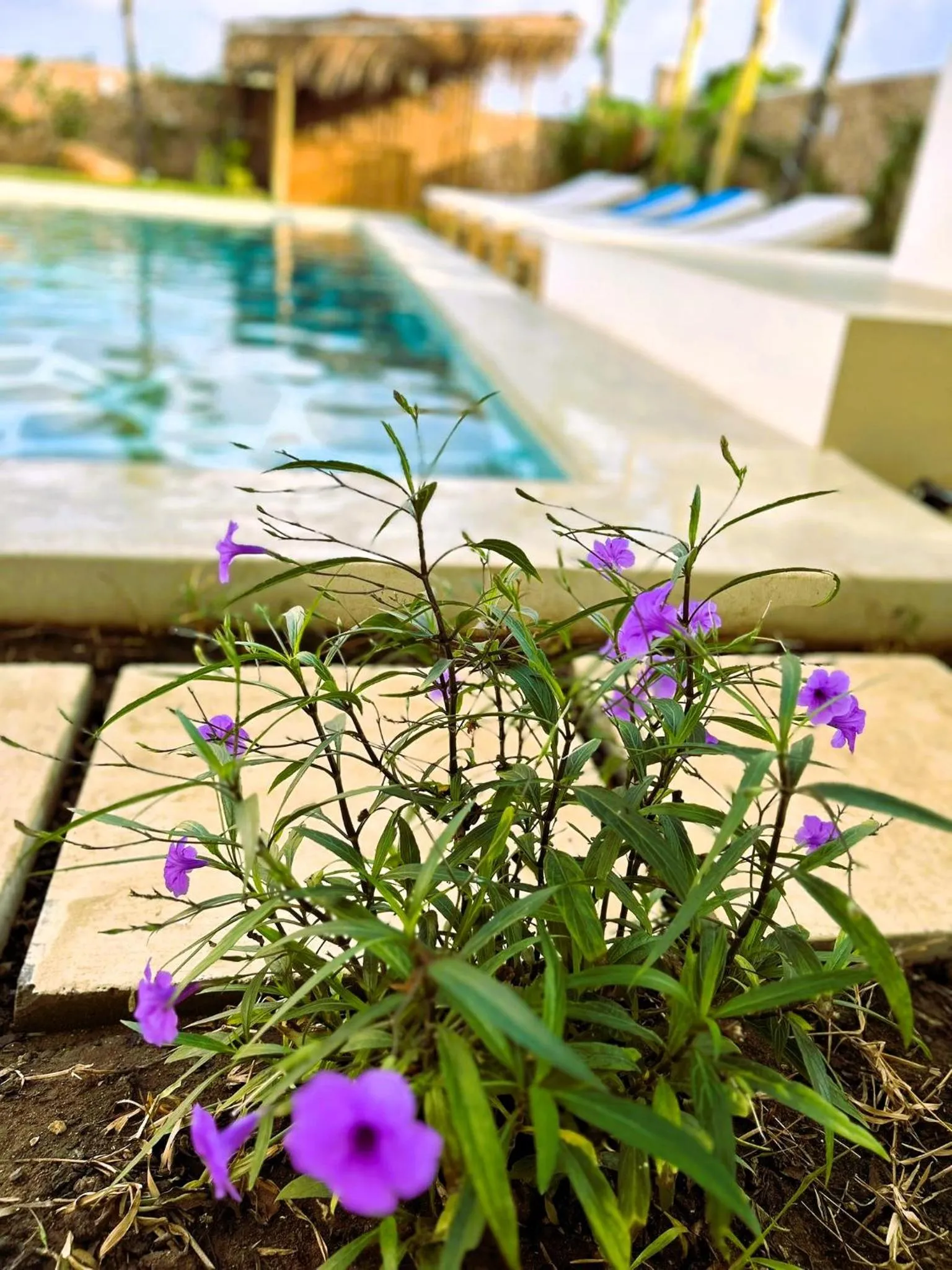 Garden in TATU INN Boutique Hotel WATAMU
