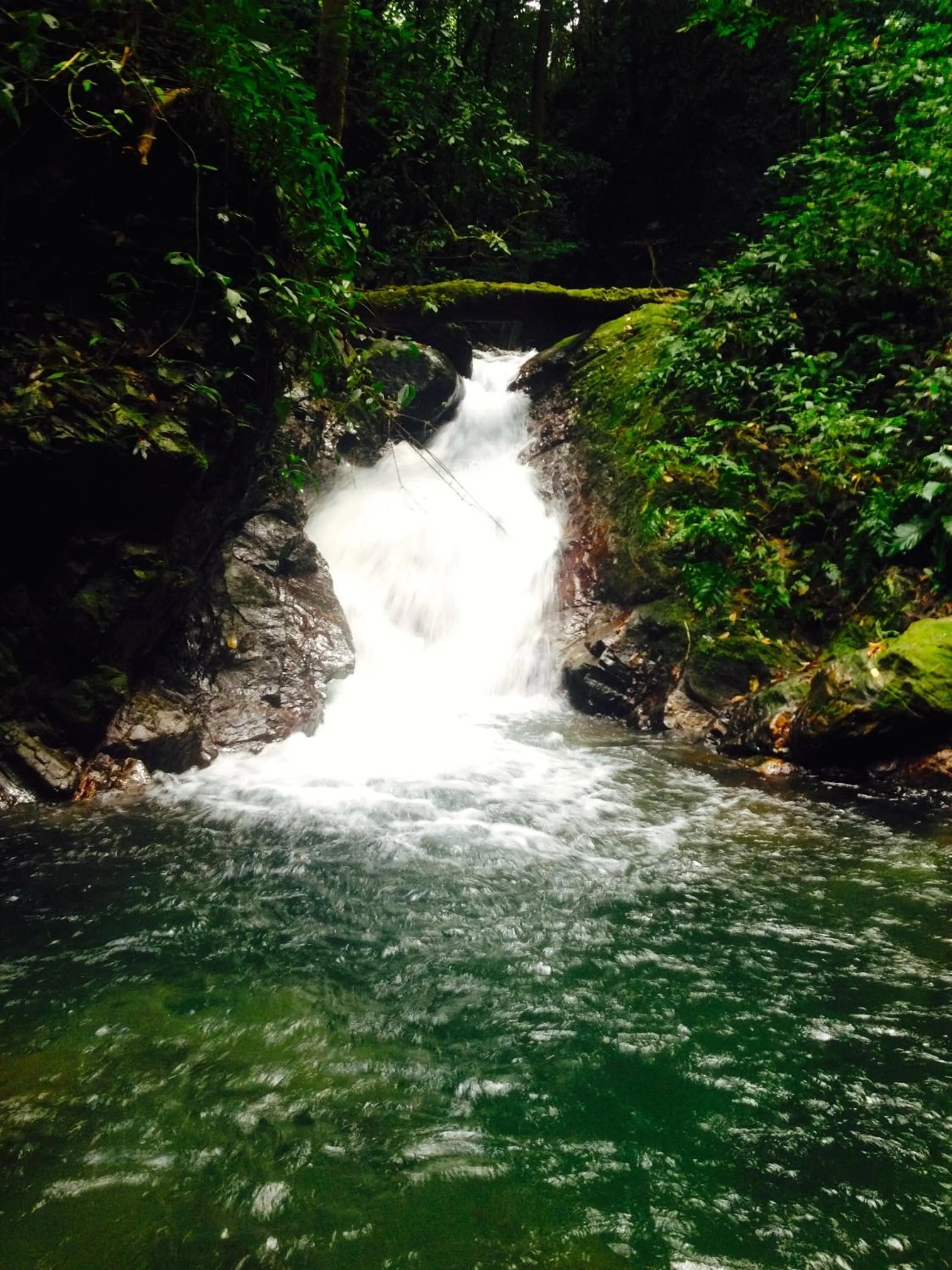 Natural landscape in Paraiso Rainforest and Beach Hotel