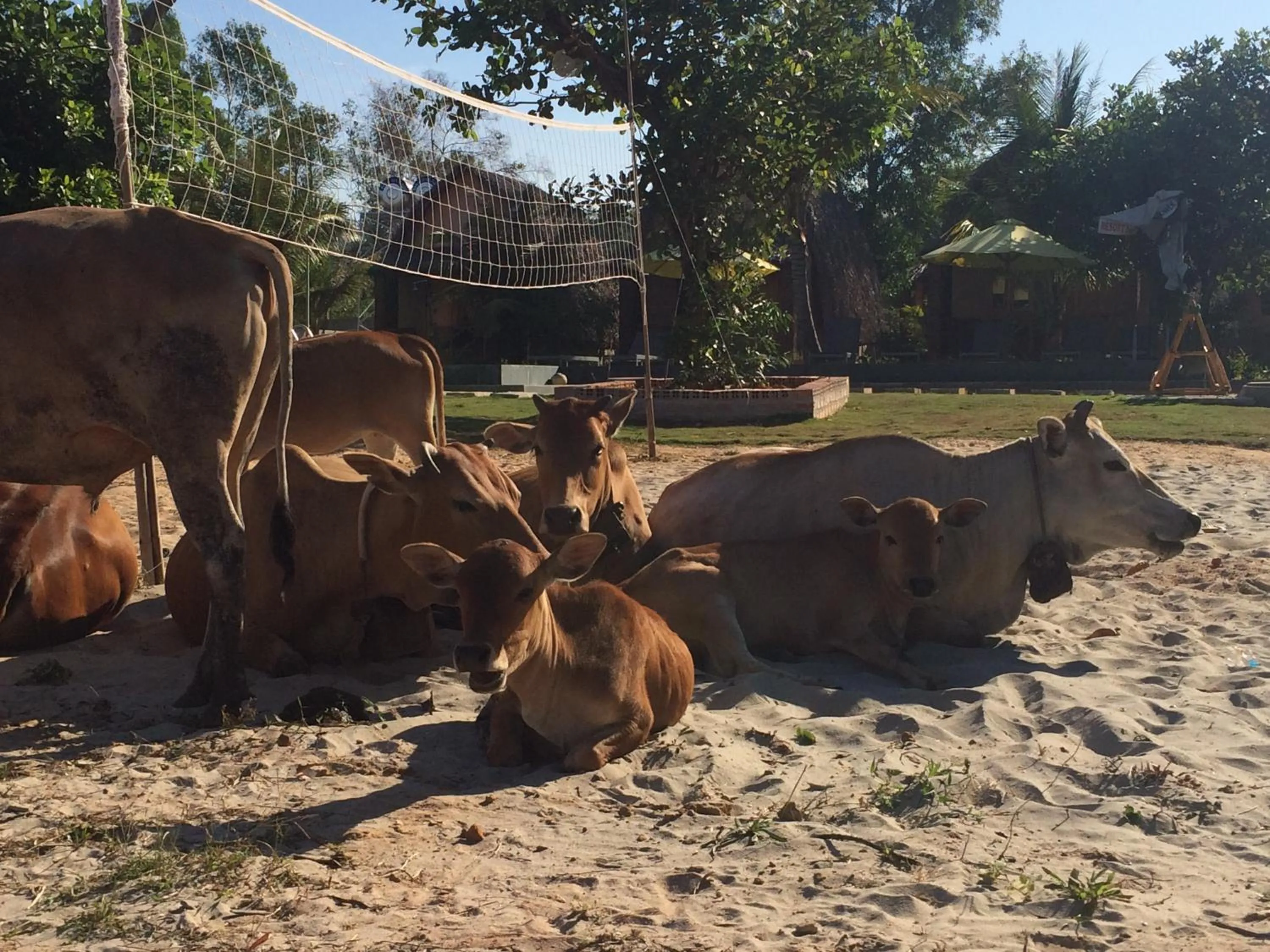 Animals in Ninila Fruit Farm Bungalow