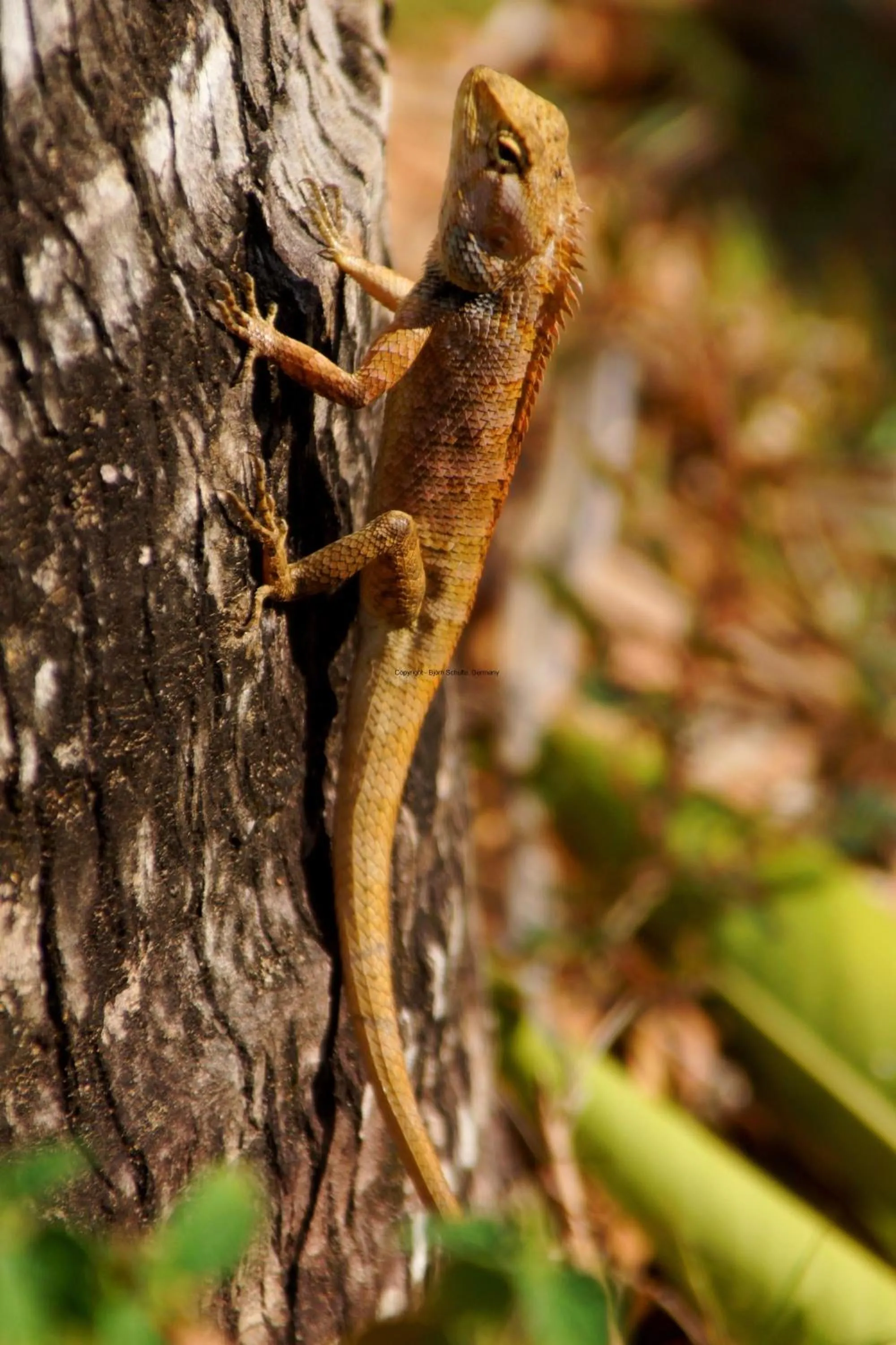 Animals in Ninila Fruit Farm Bungalow