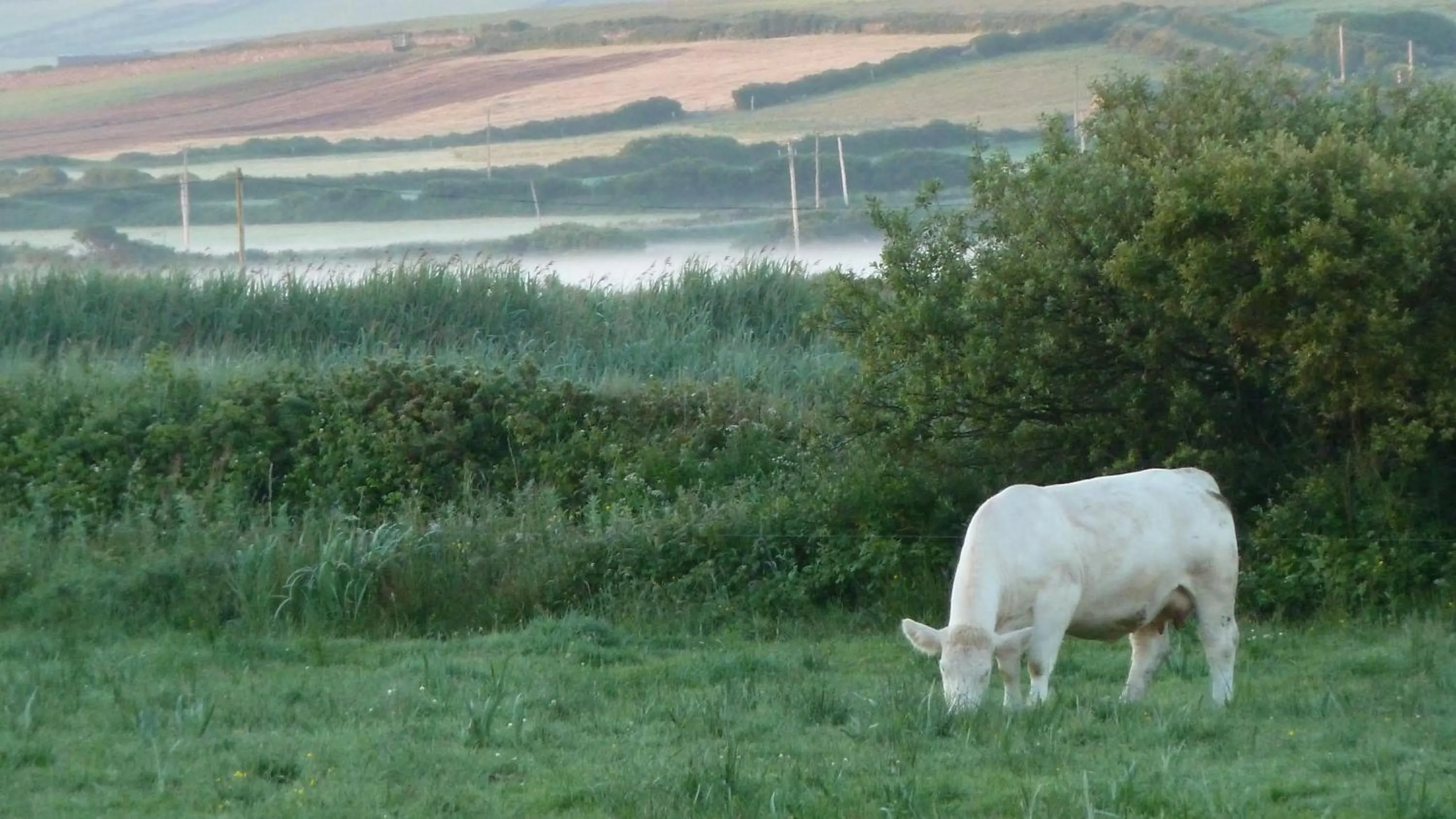 Animals in Glencarrig B&B