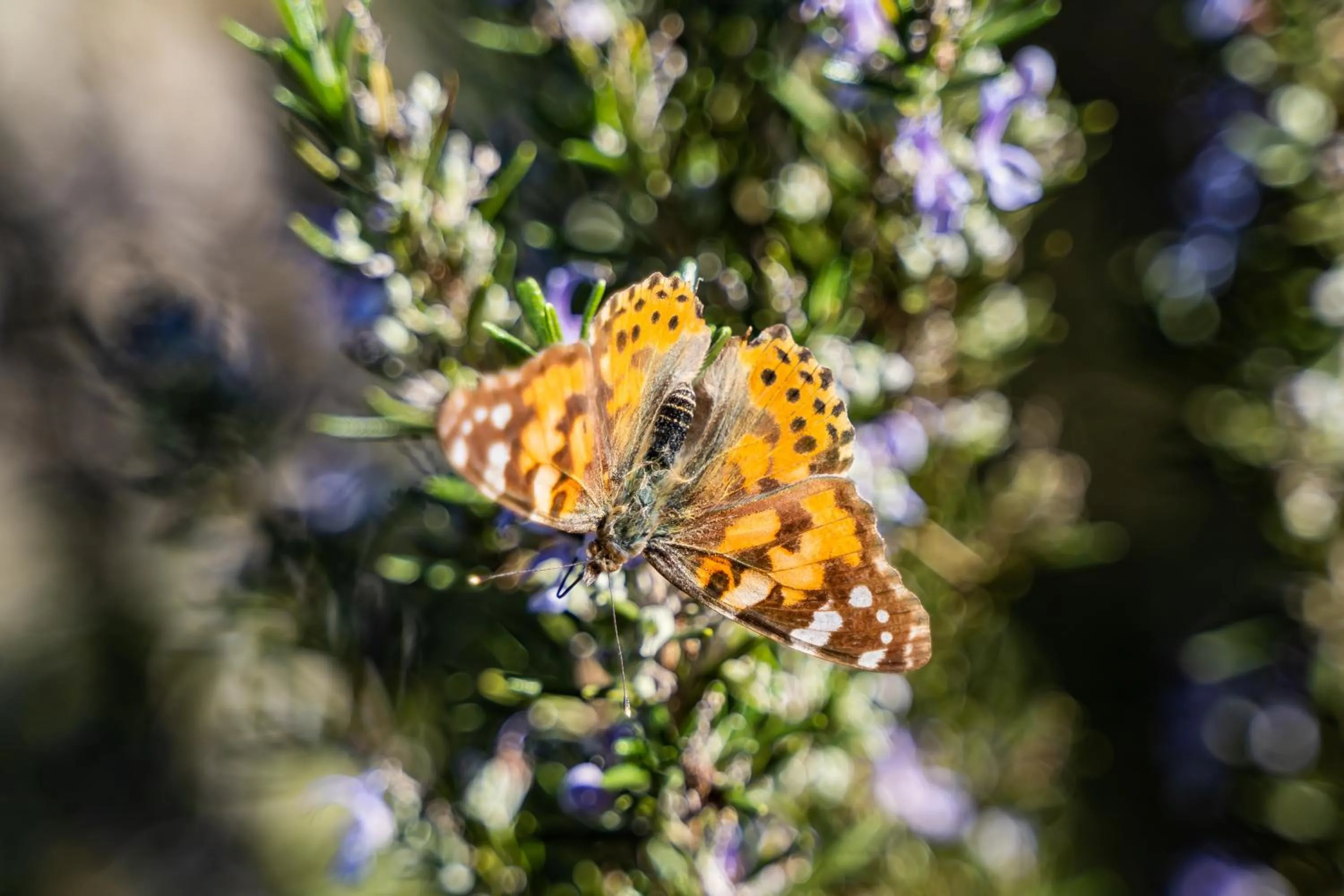 Natural landscape in Onyro Villas