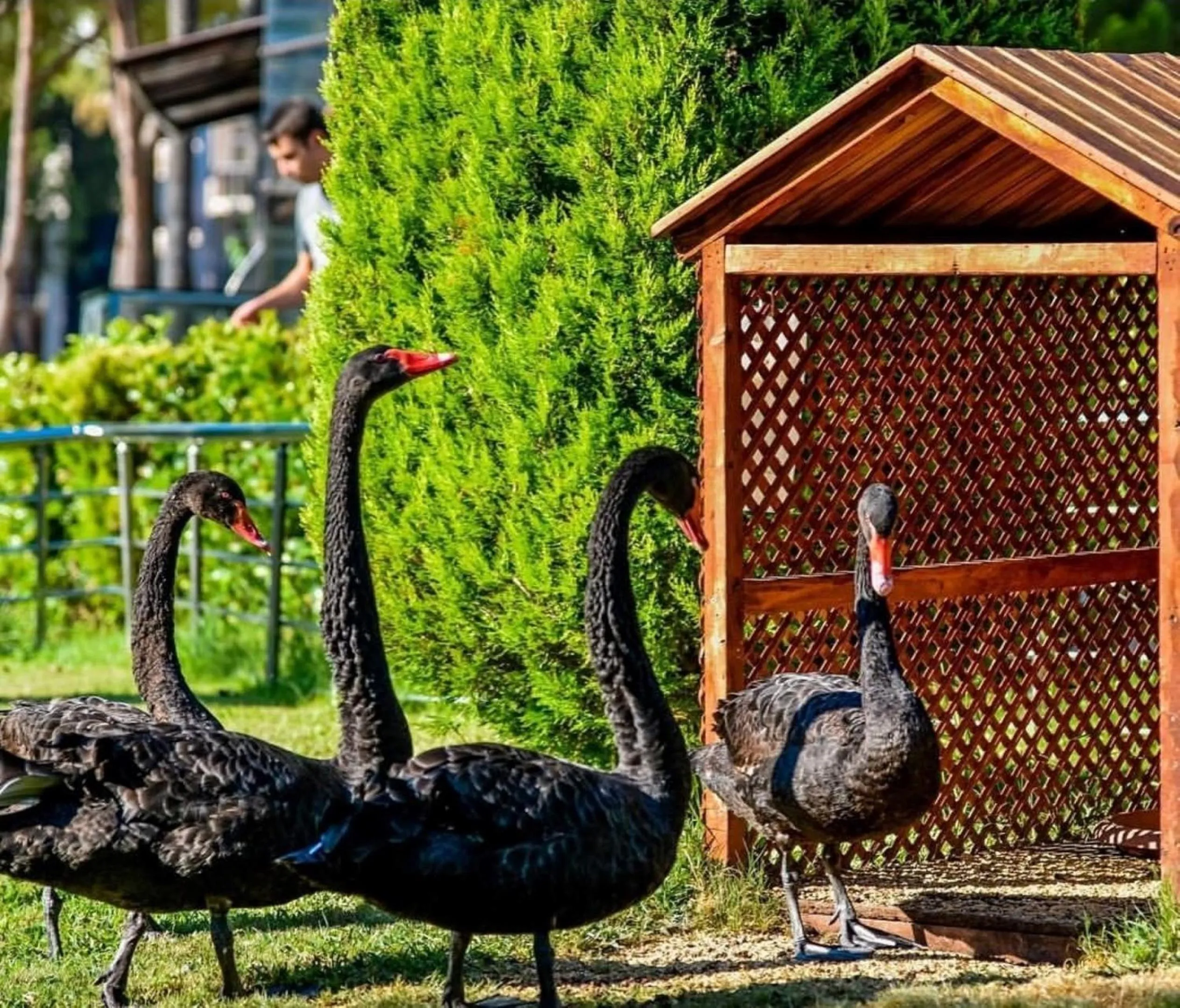 Animals in Dobedan World Palace Hotel ''Ex Brand Alva Donna World Palace ''