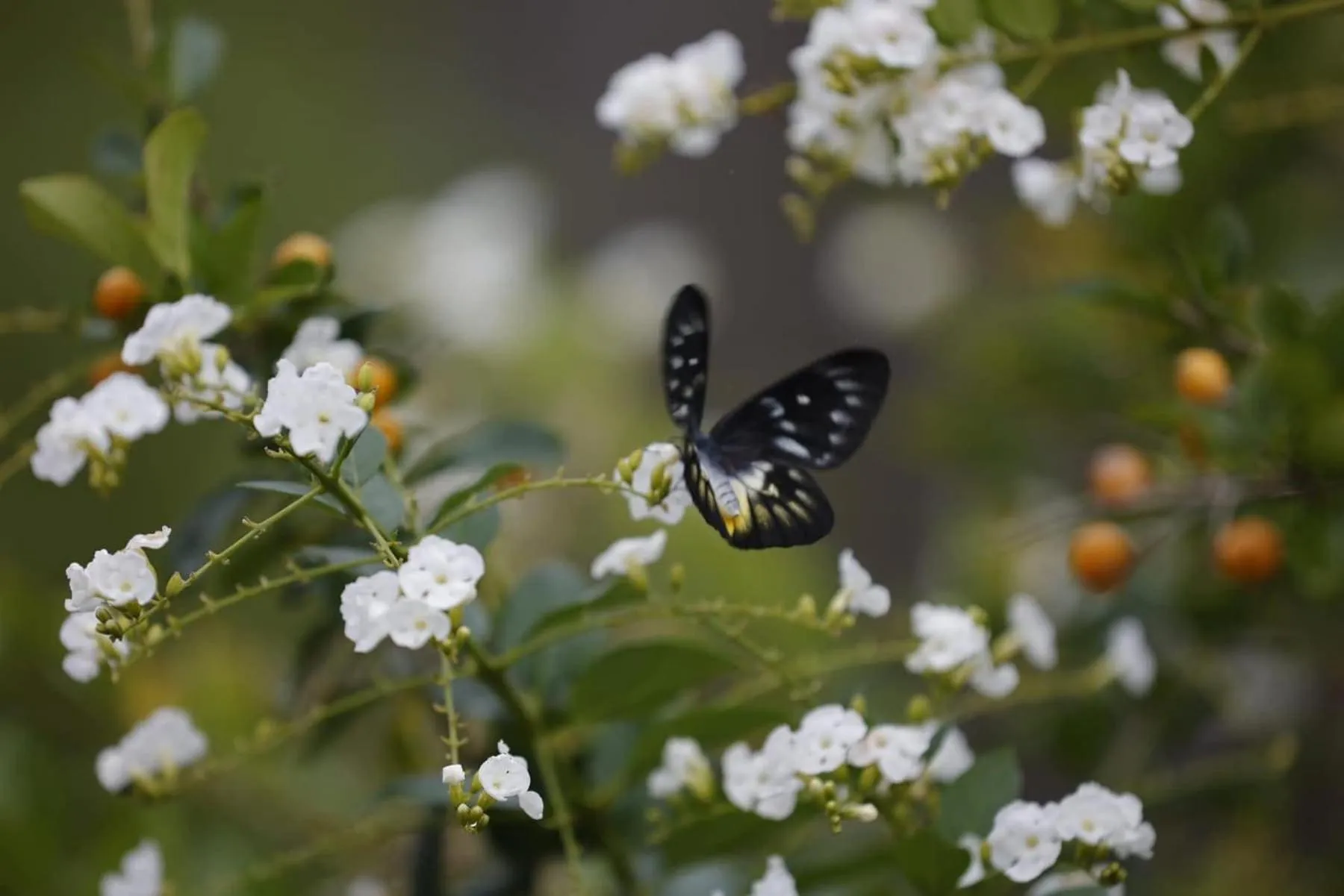 BICH DAO Boutique - Dalat