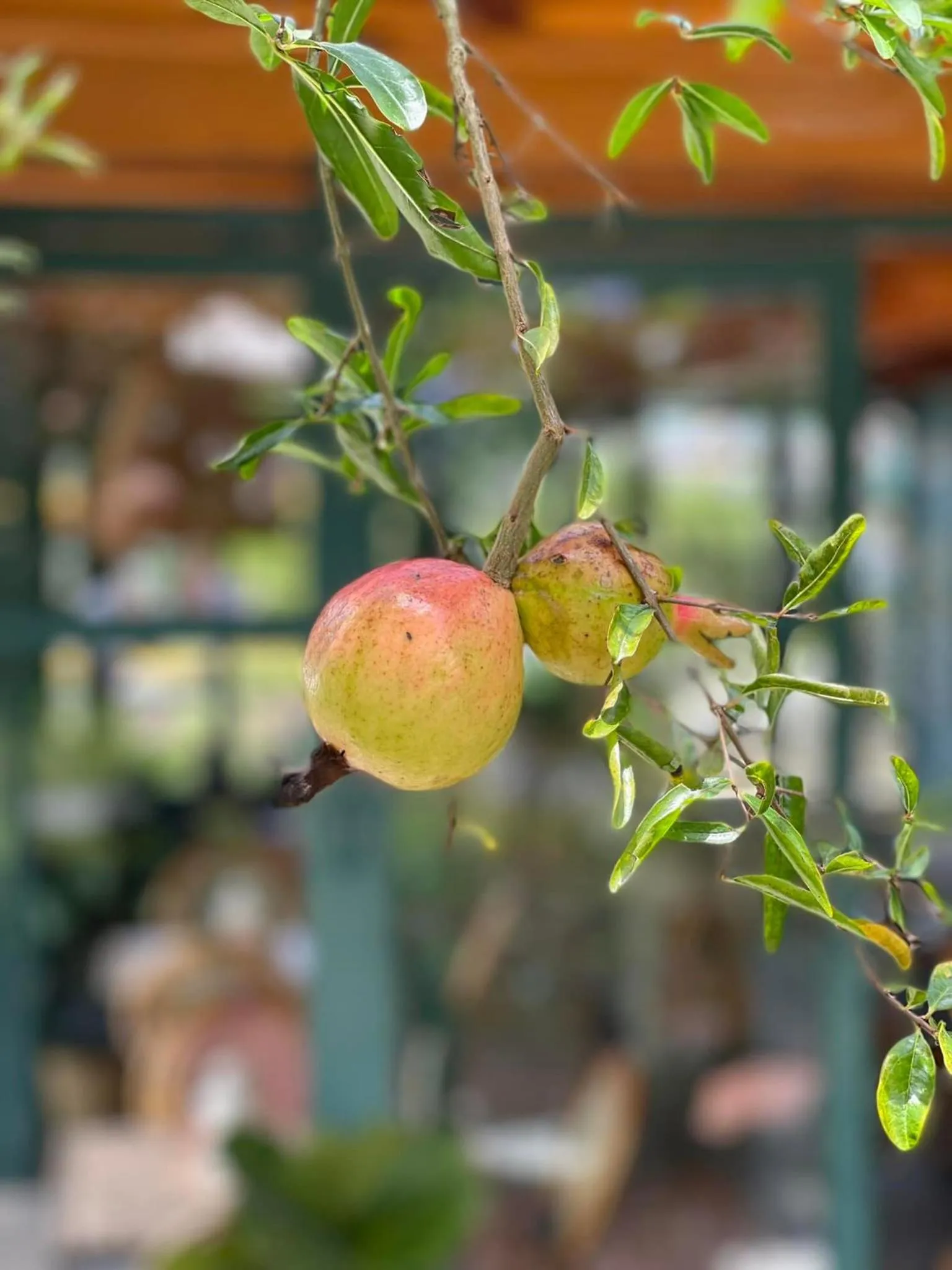 BICH DAO Boutique - Dalat