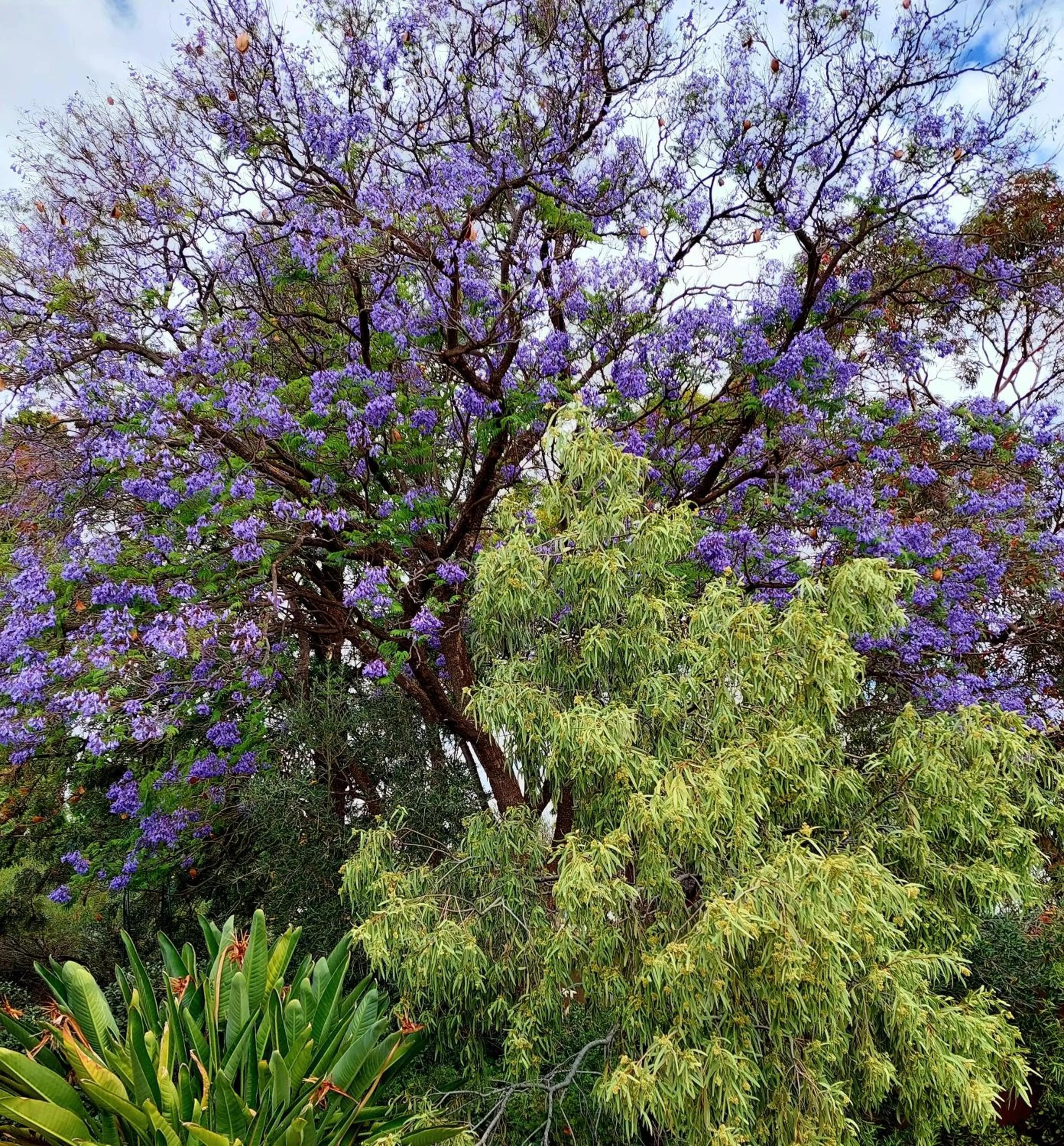 Garden in Capon Cottage