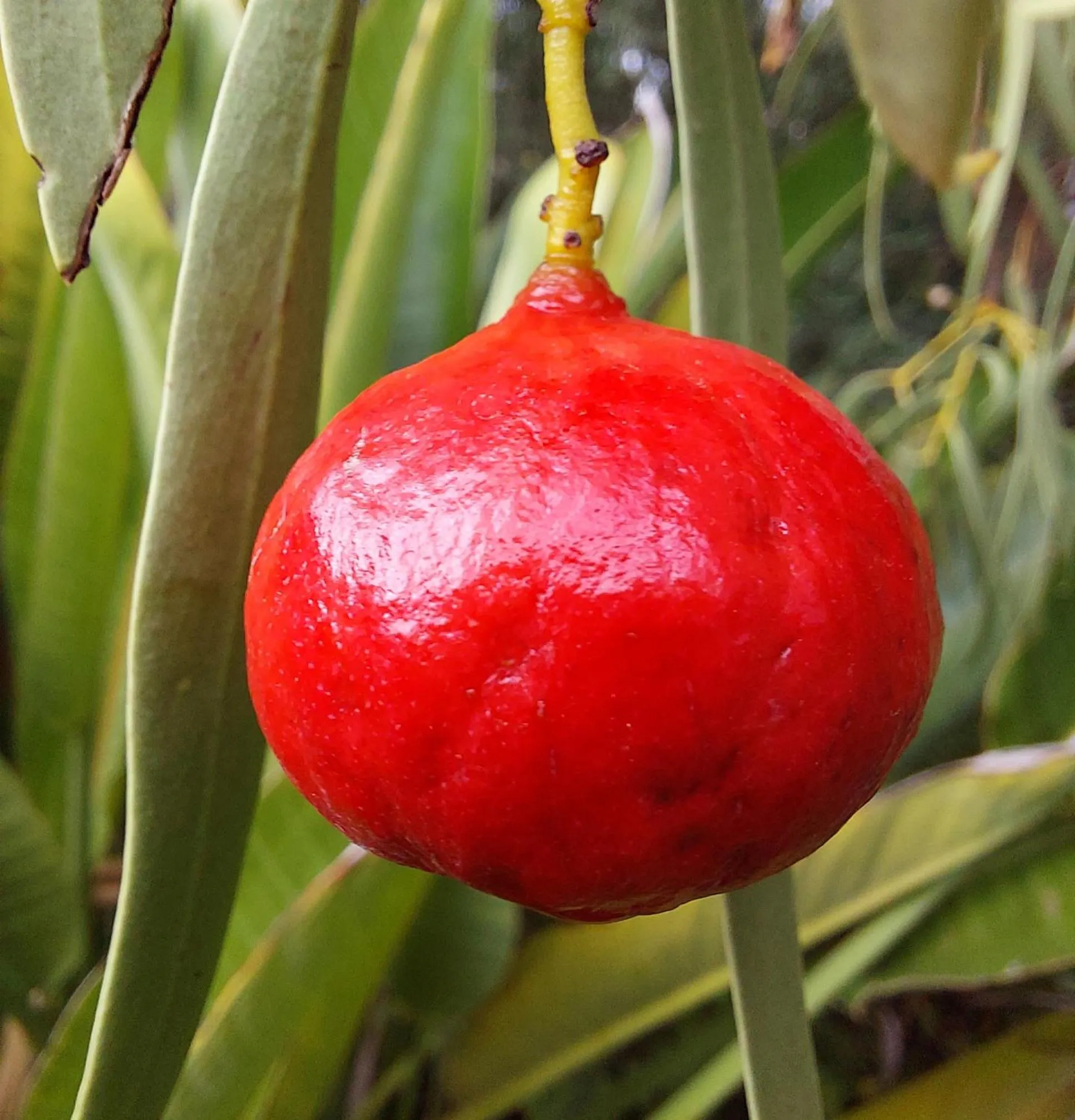 Garden in Capon Cottage