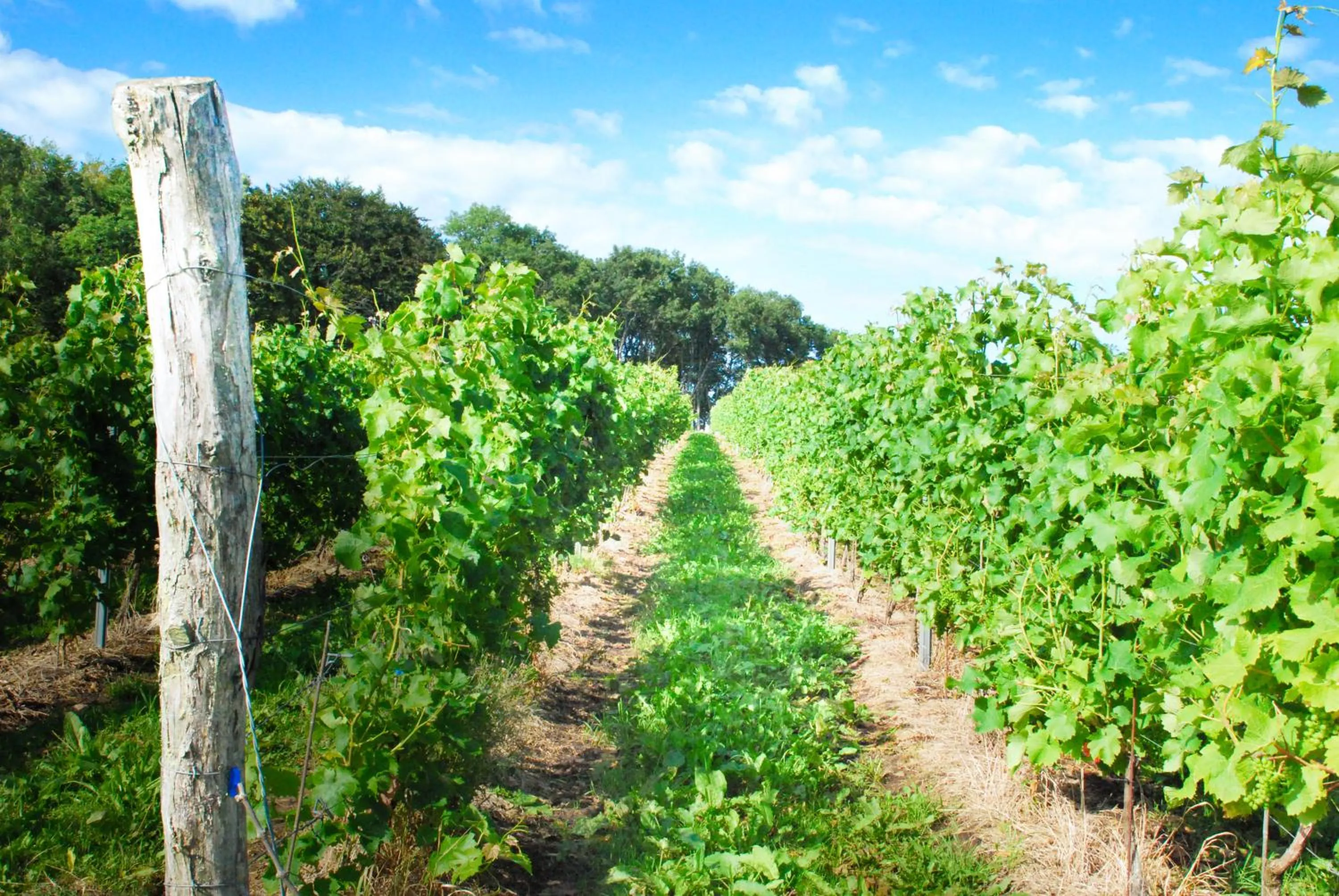 Natural landscape in Köpmans Boutique Hotel & Bistro
