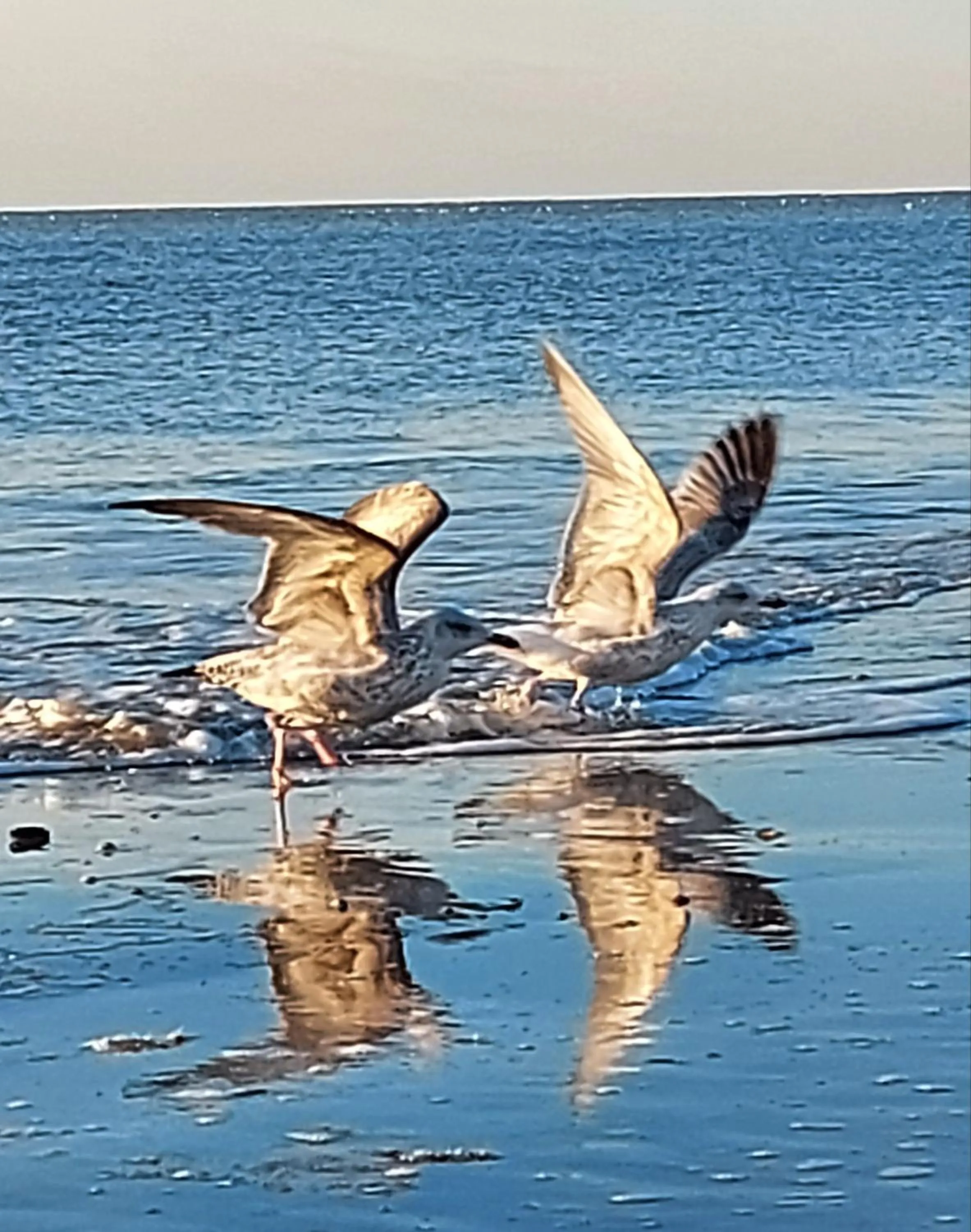 Animals in Prins Appartementen