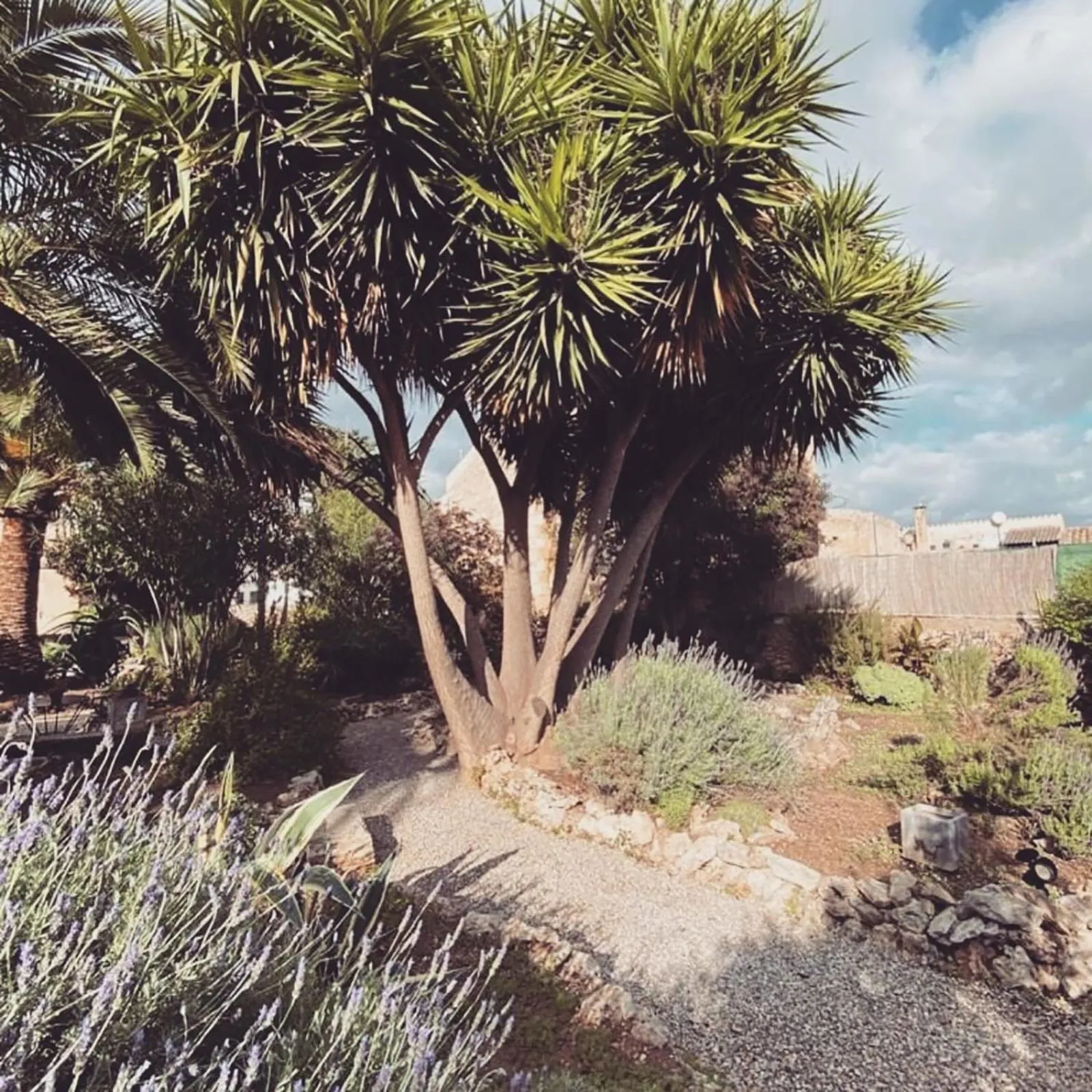 Garden view in Casa Mona Turismo de Interior