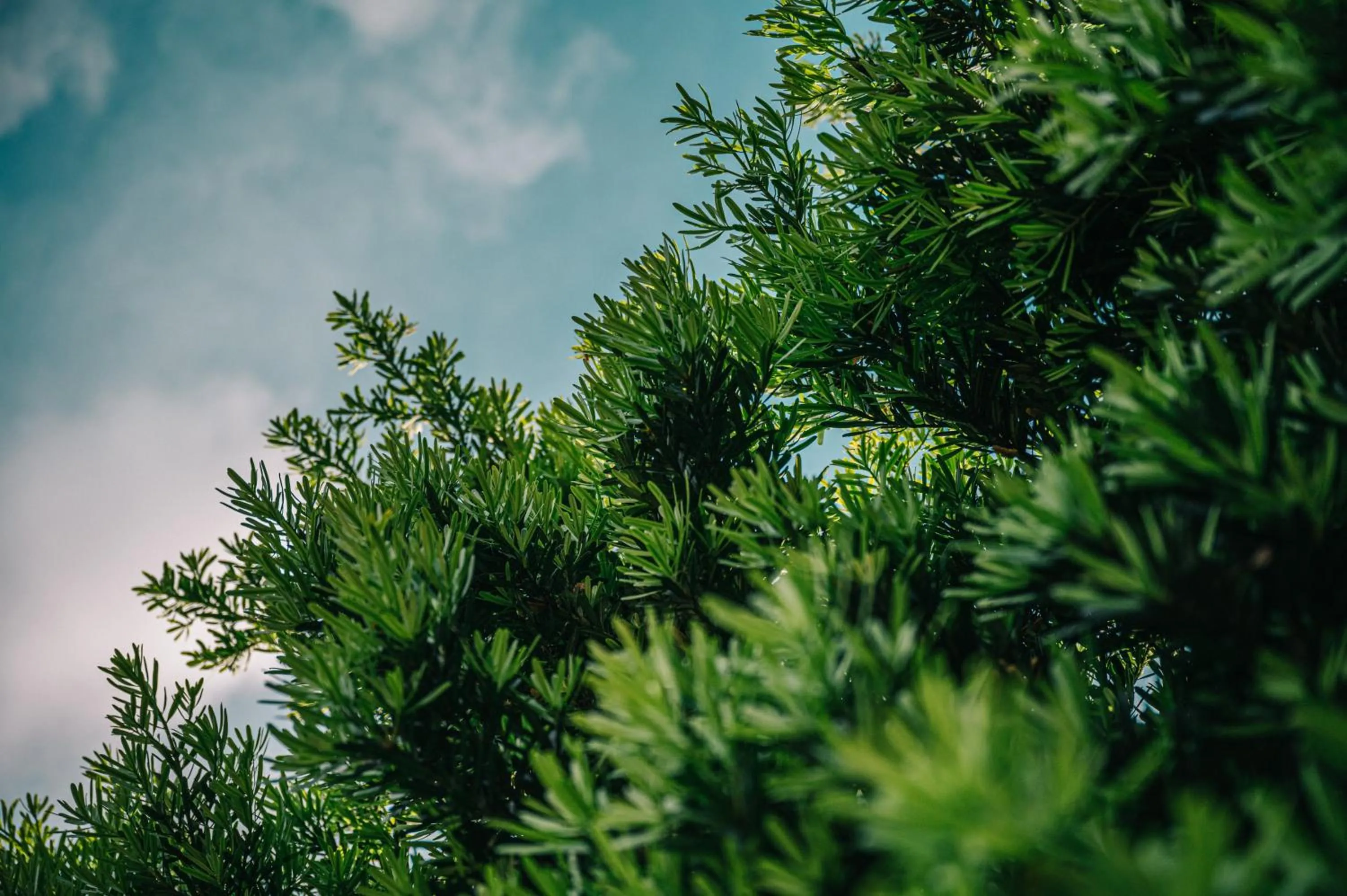 Natural landscape in Sasa Nor Lamour B&B