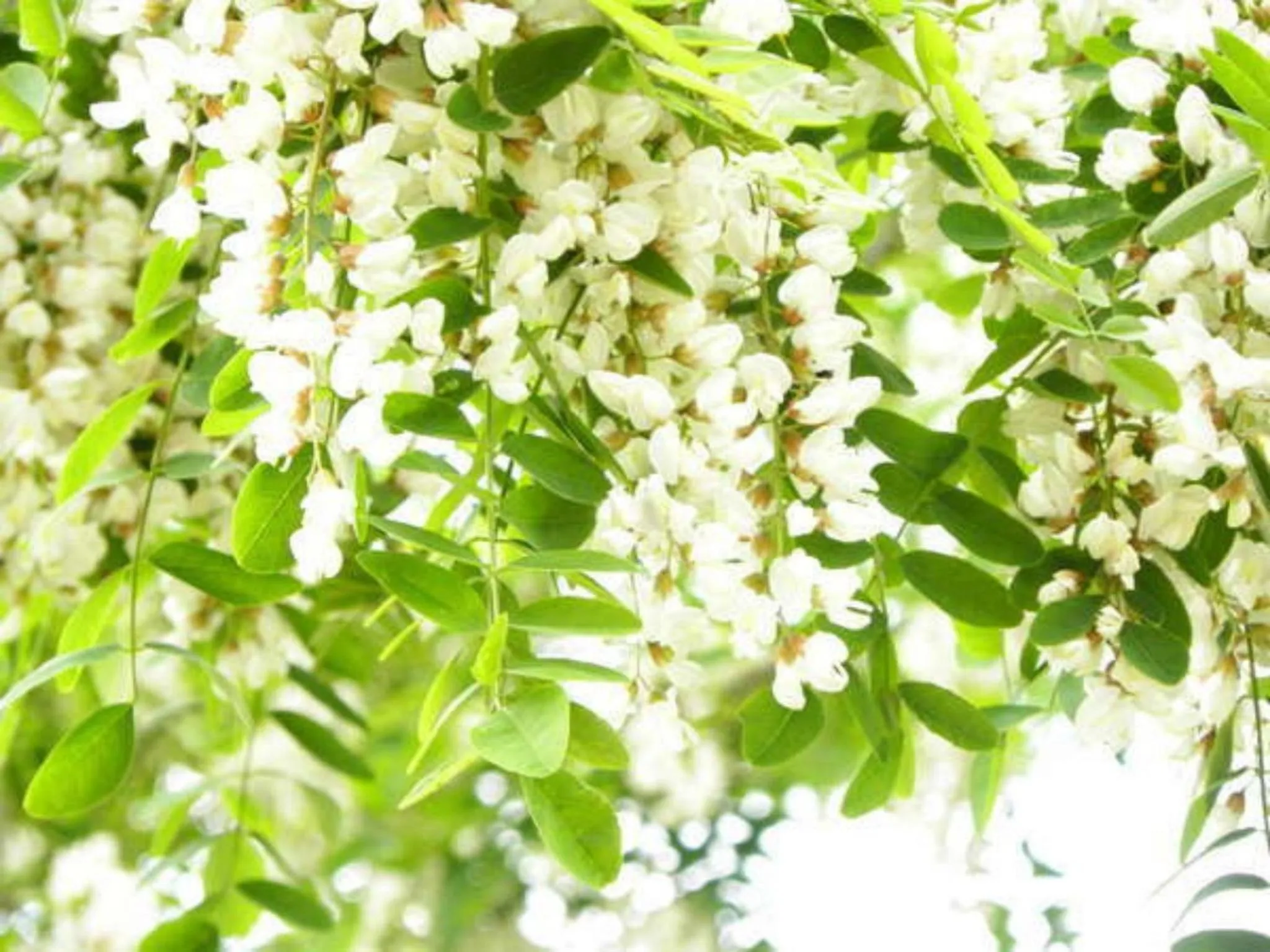 Off site in Harumiya Ryokan