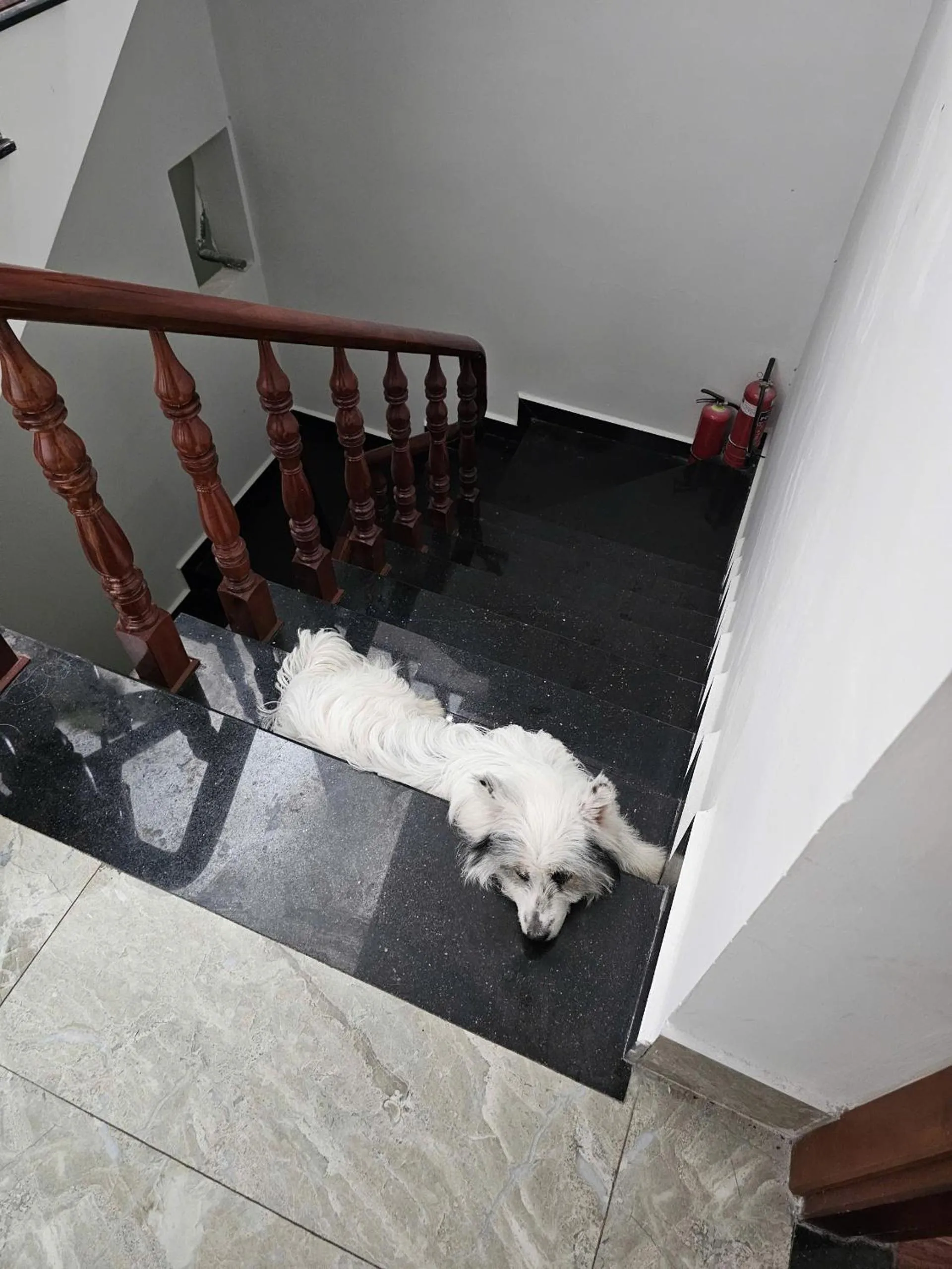 Pets in Lana Home ĐàLạt