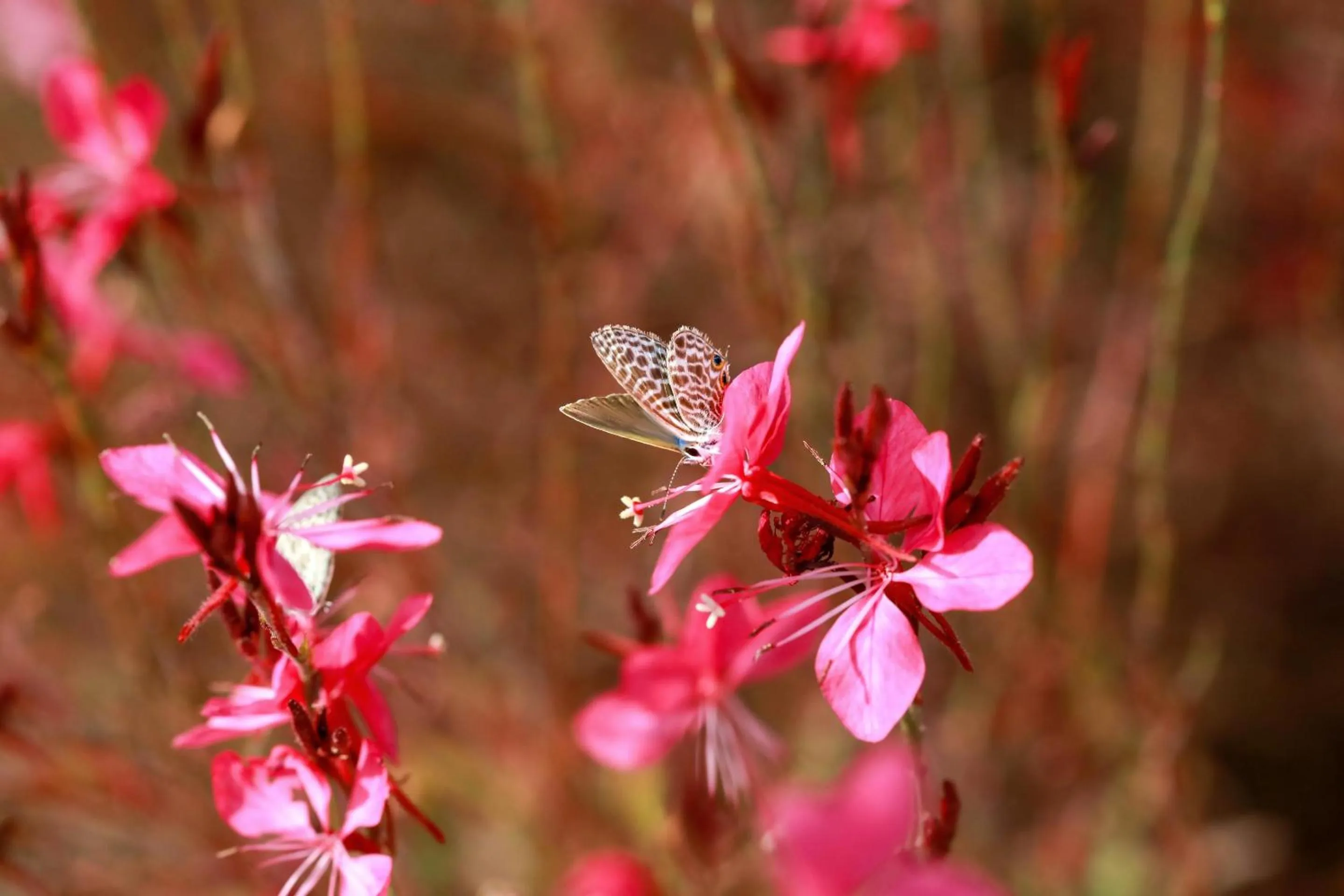 Garden in Ikos Oceania