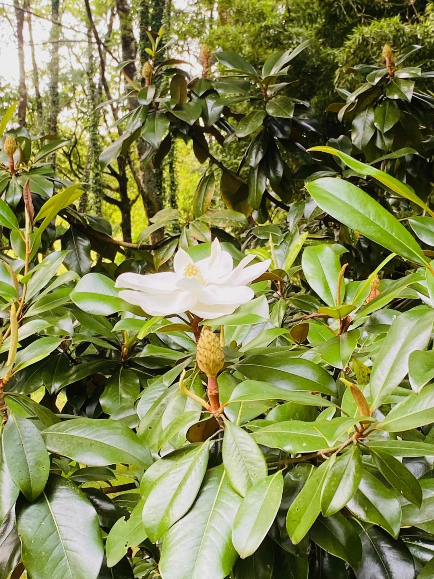 Garden in Moulin du Fontcourt