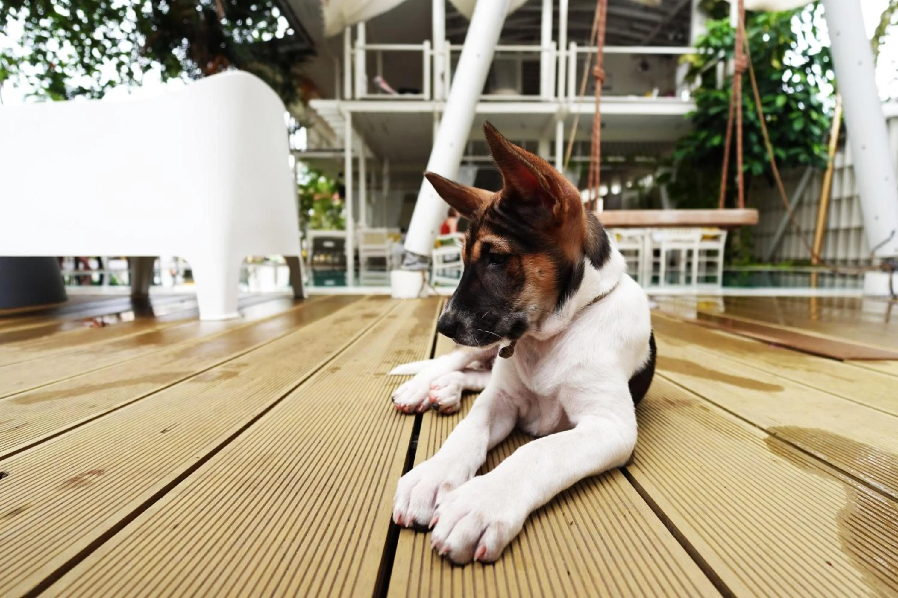 Pets in To The Moon Guesthouse