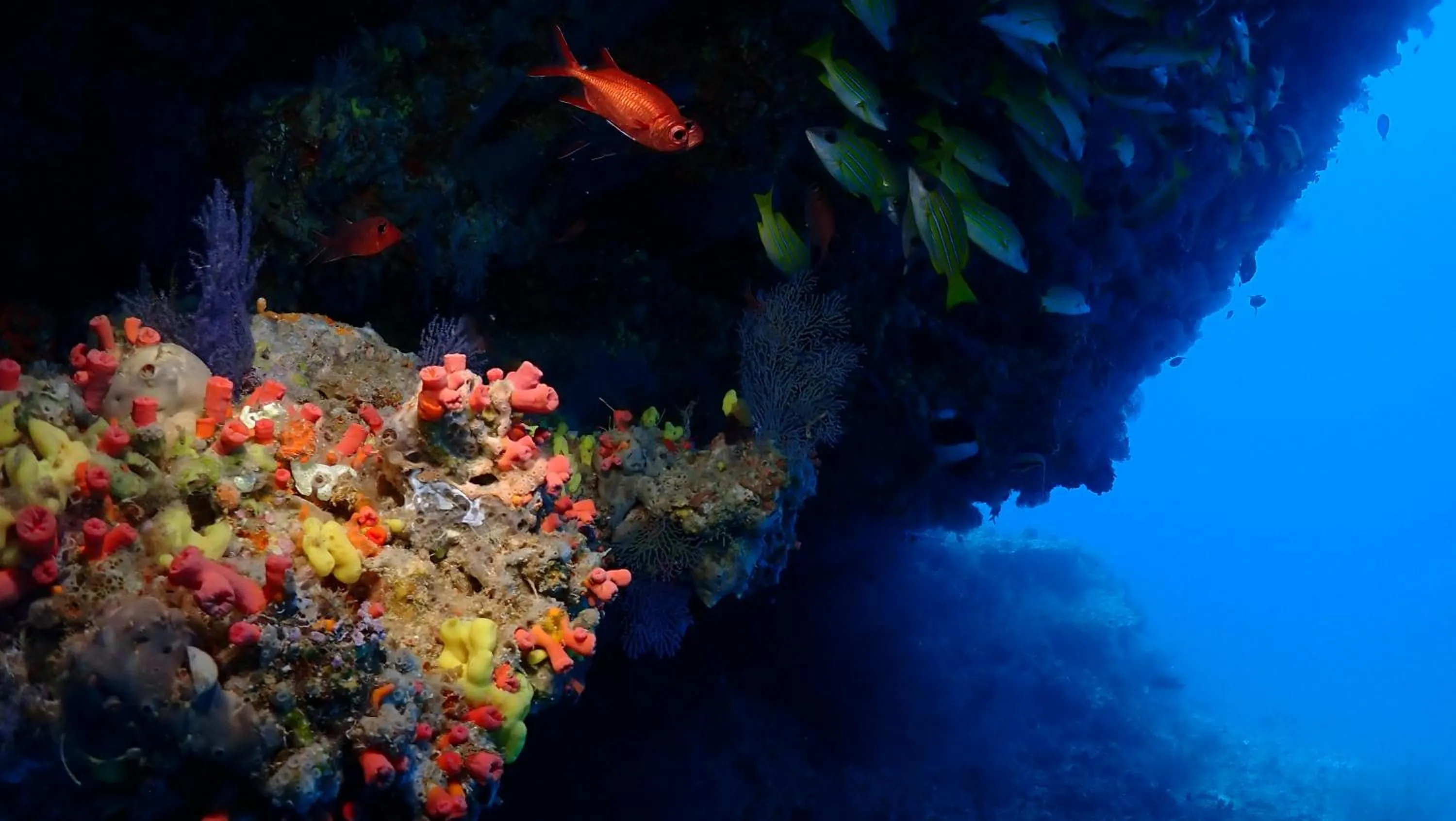 Diving in Boutique Beach All Inclusive Diving Hotel