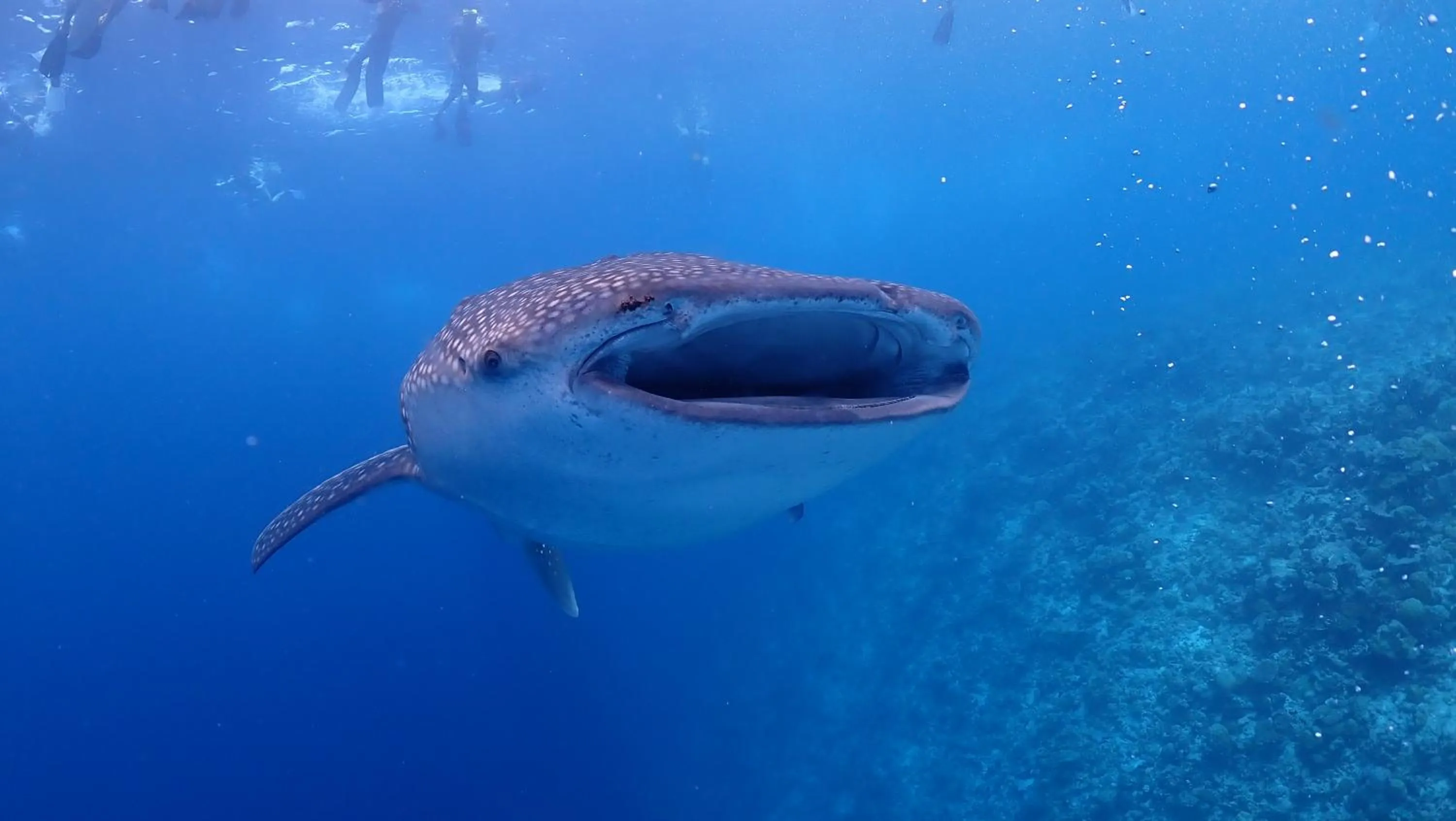 Snorkeling in Boutique Beach All Inclusive Diving Hotel