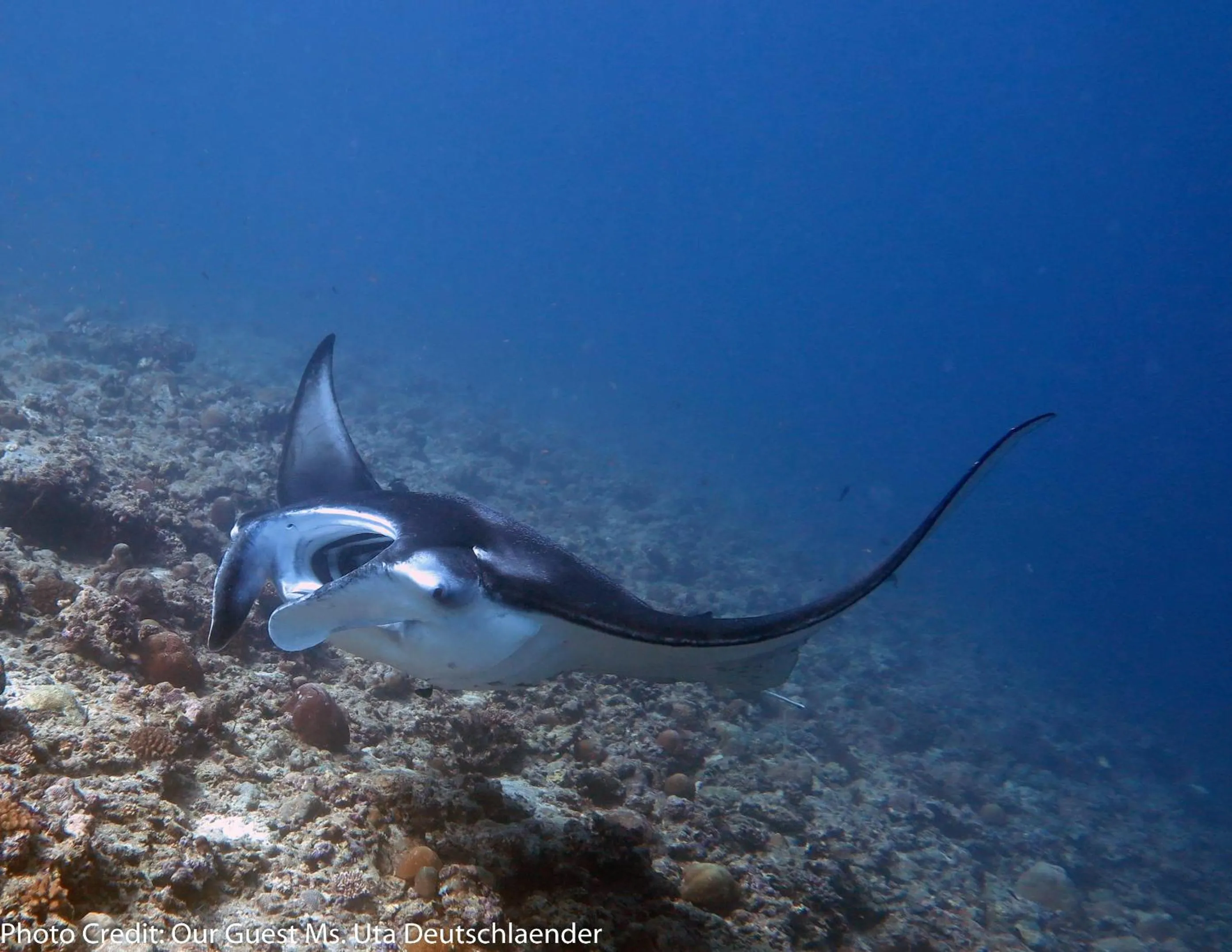 Snorkeling in Boutique Beach All Inclusive Diving Hotel