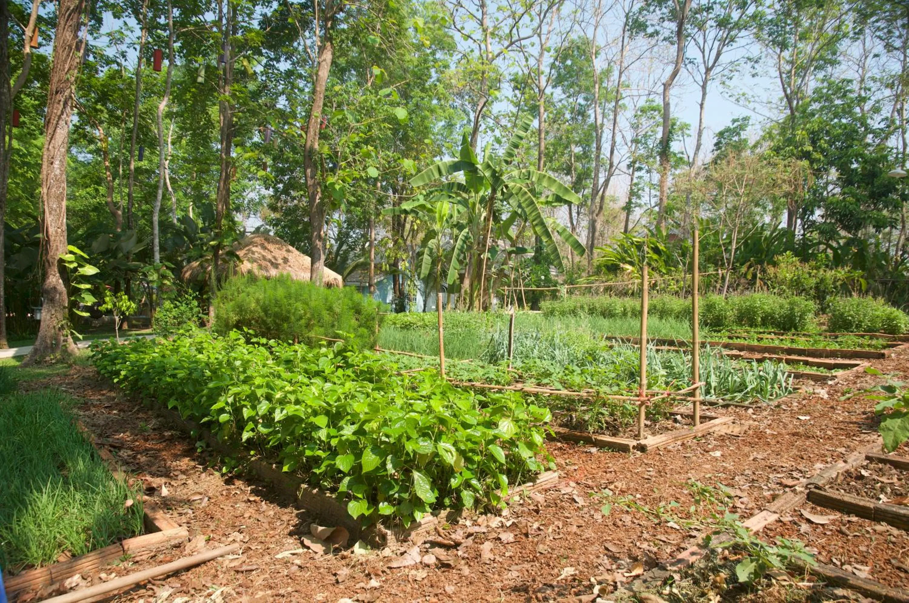Garden in Monoceros Resort